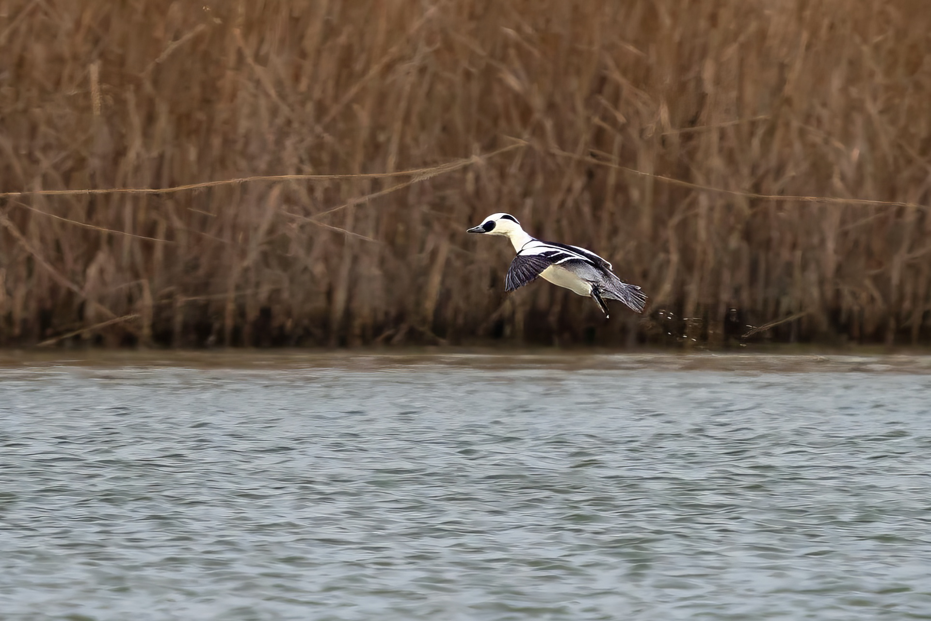 Zwergsäger, male