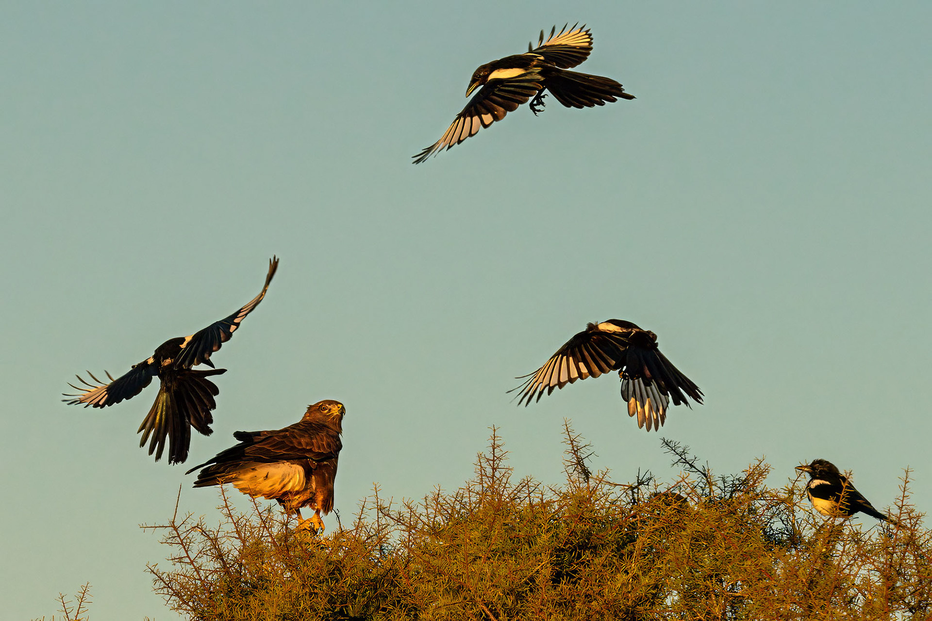 Elstern attackieren Mäusebussard