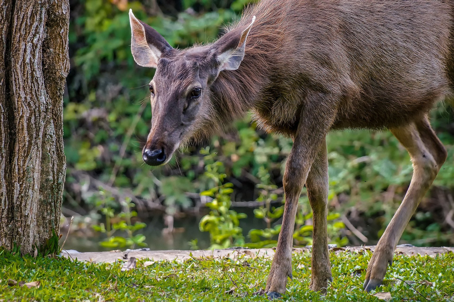 Sambar Weibchen