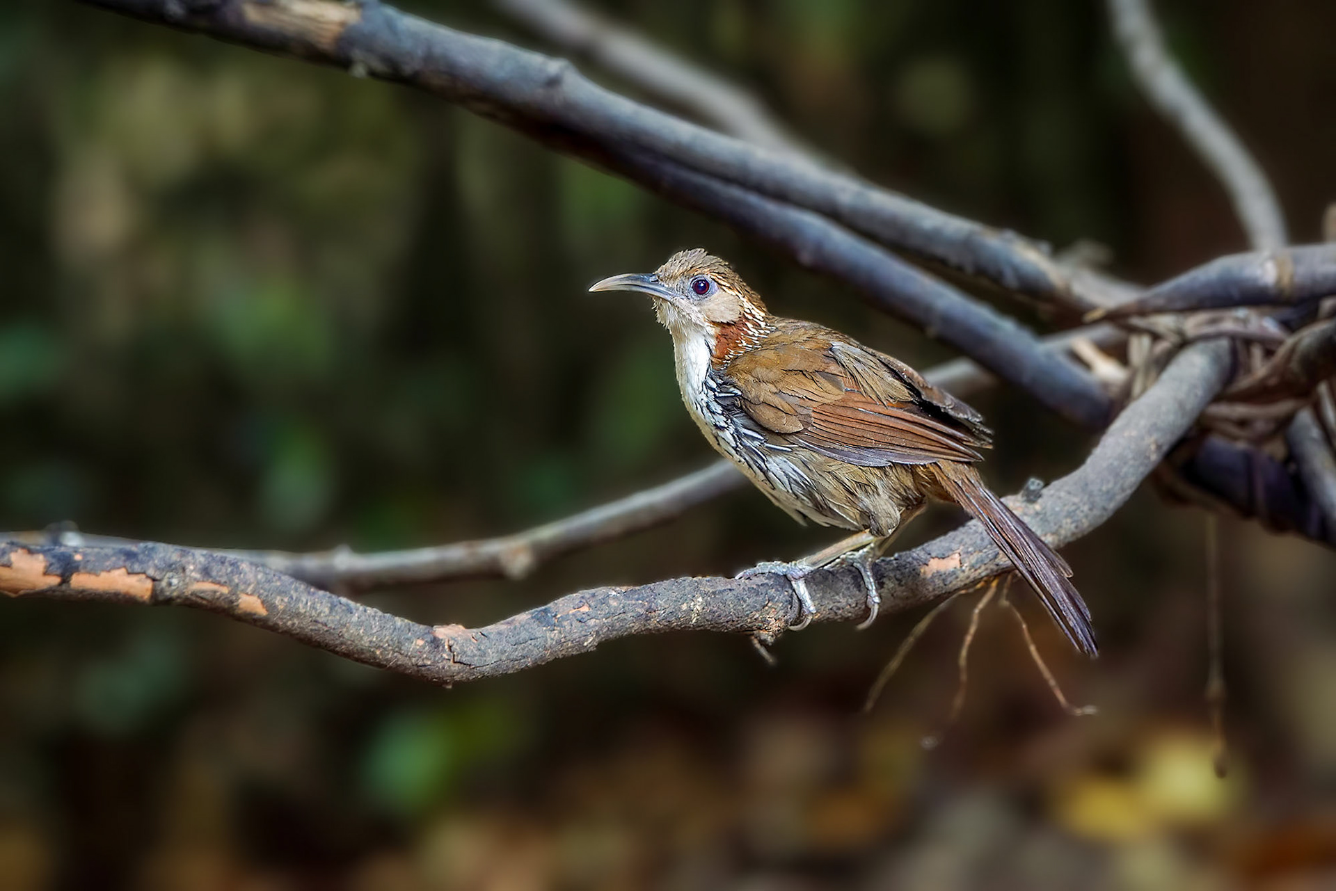 Riesensäbler / Large Scimitar-babbler