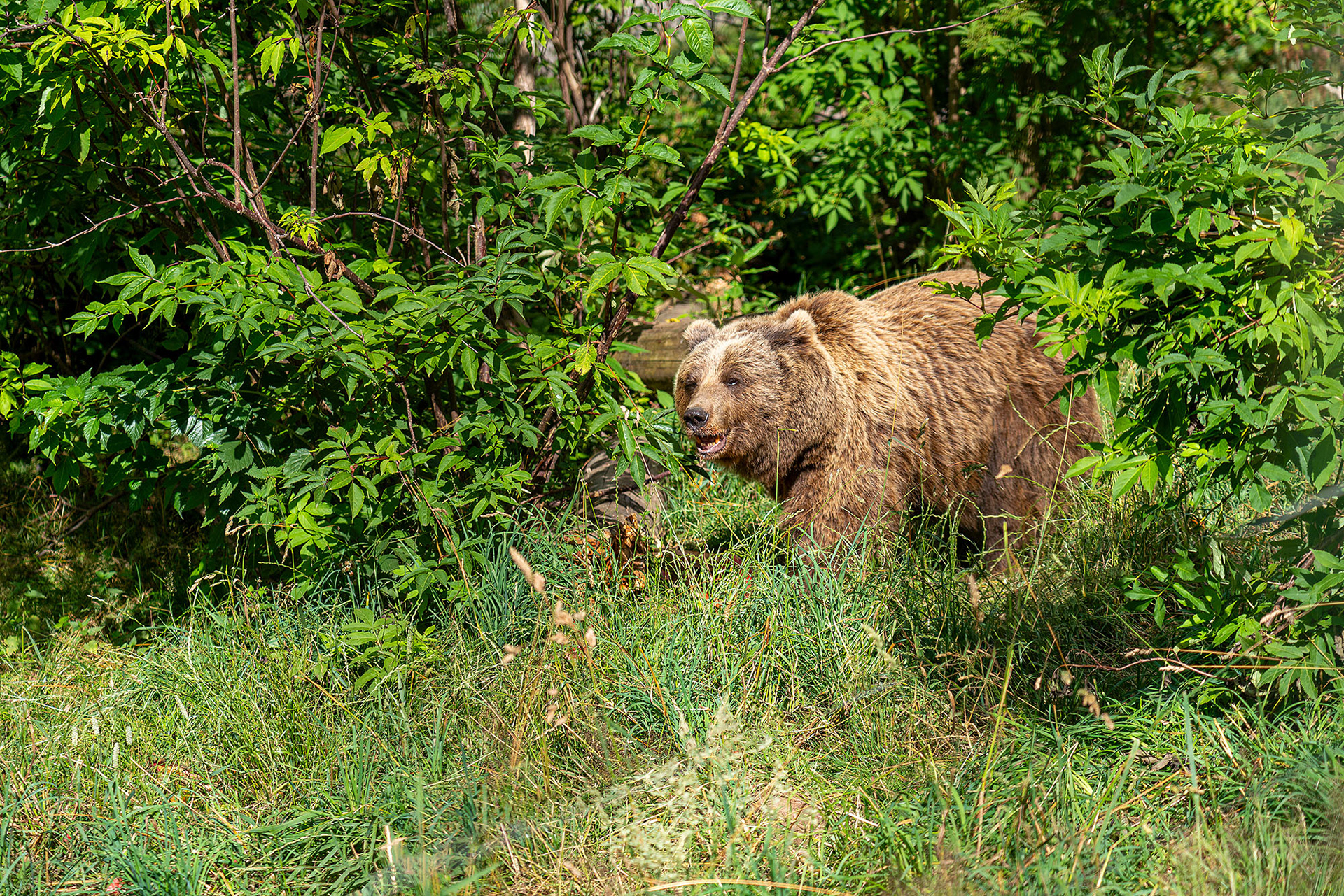 Wurde jahrelang als Tanzbär misbraucht