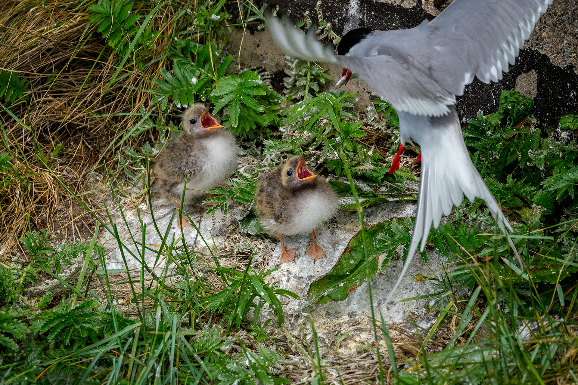 Küstenseeschwalbe füttert die Jungen