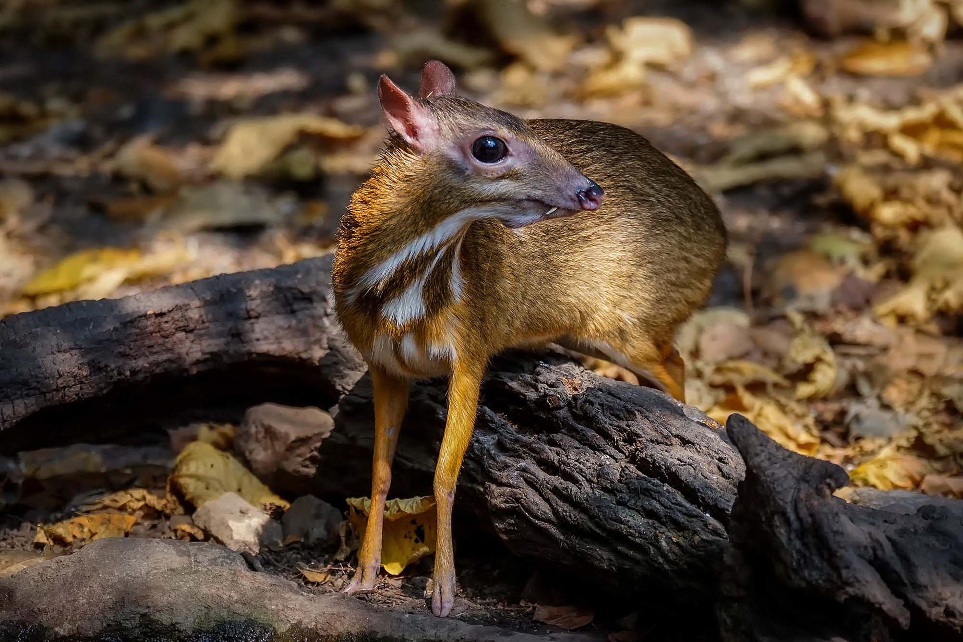 male