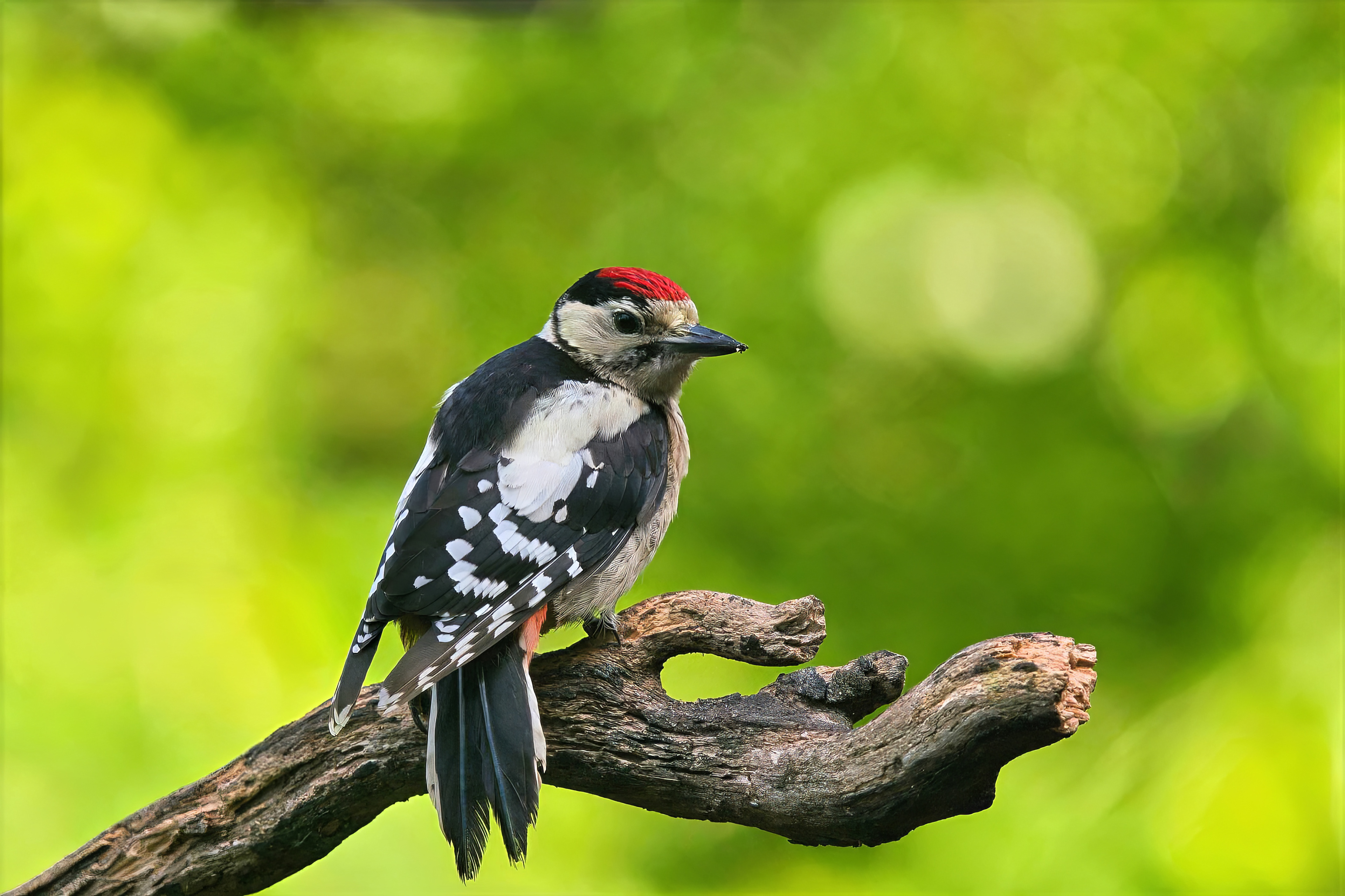juvenile