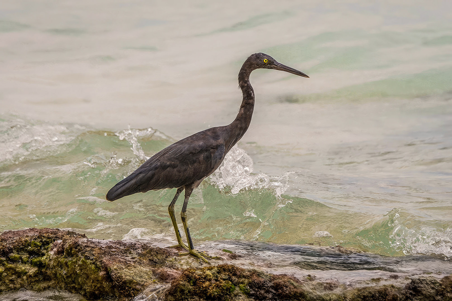Riffreiher / Pacific reef heron