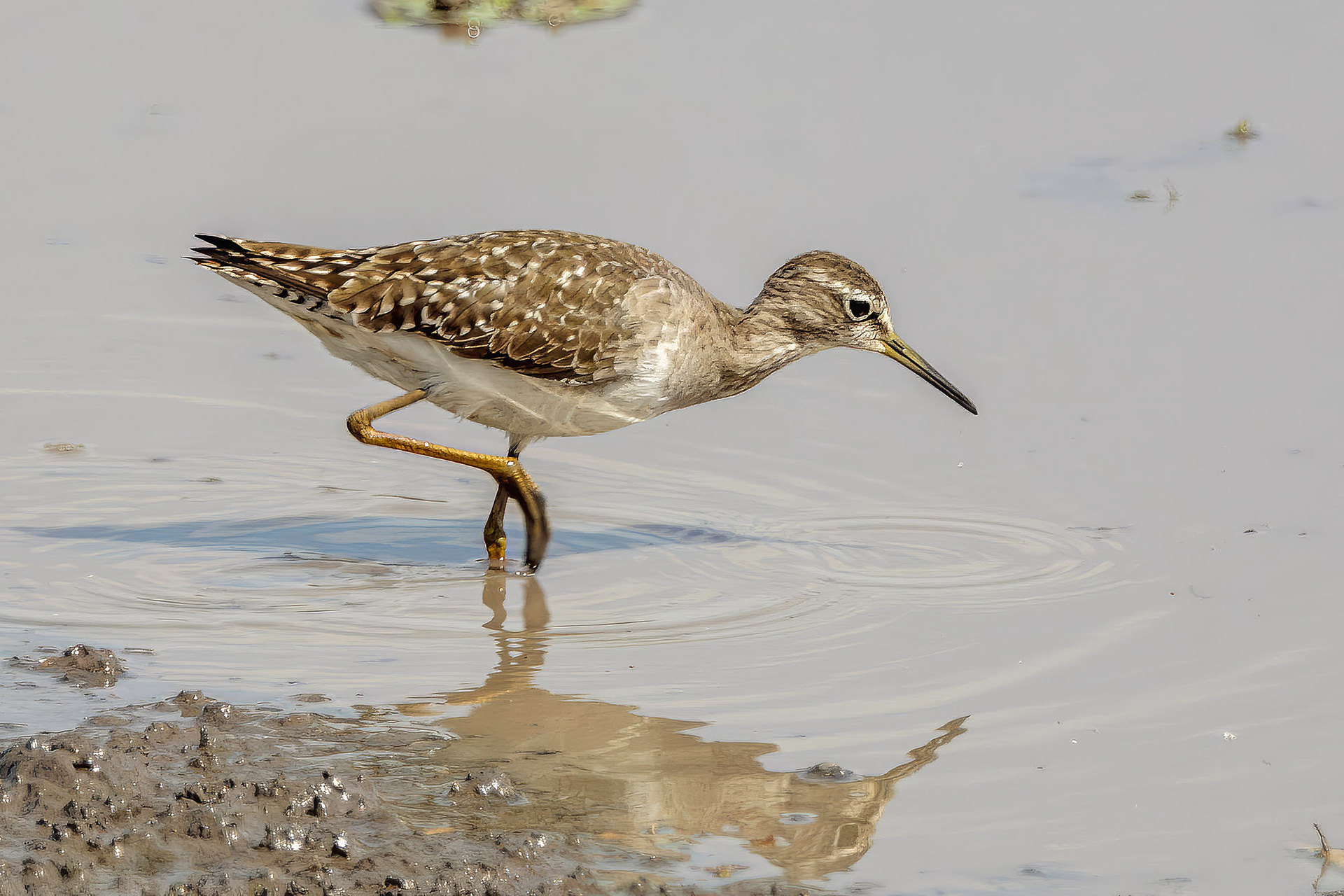  Bruchwasserläufer / wood sandpiper