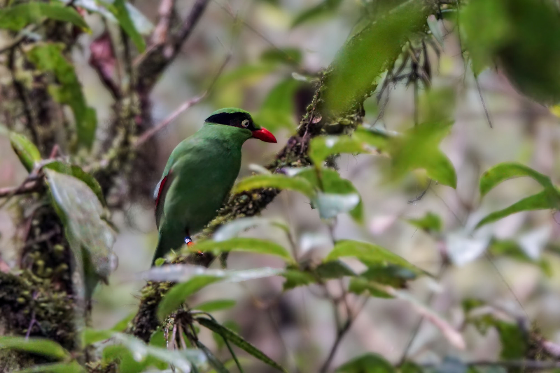 Kinabaluelster / Bornean green magpie