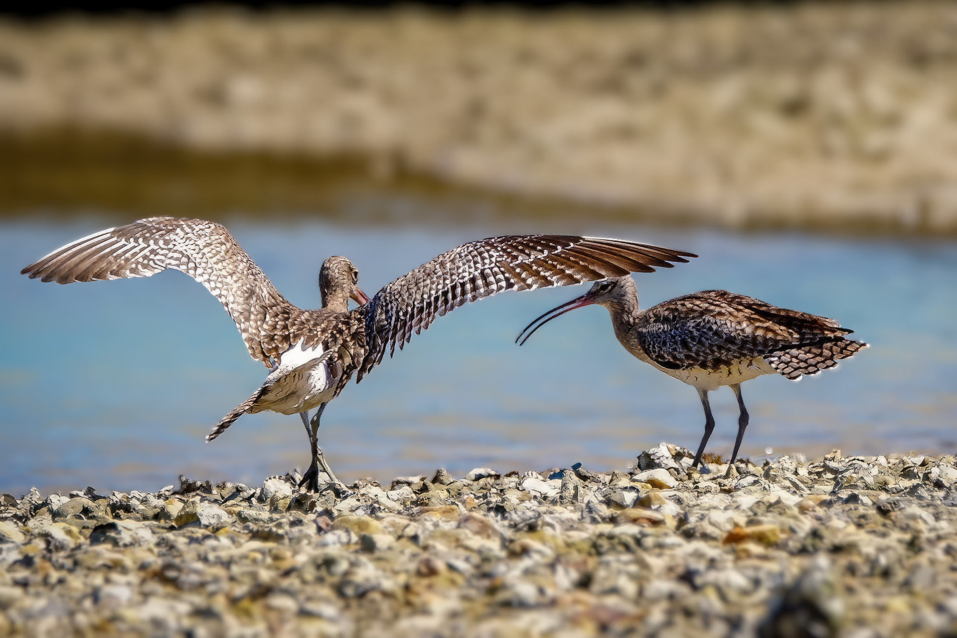 Regenbrachvogel / common whimbrel