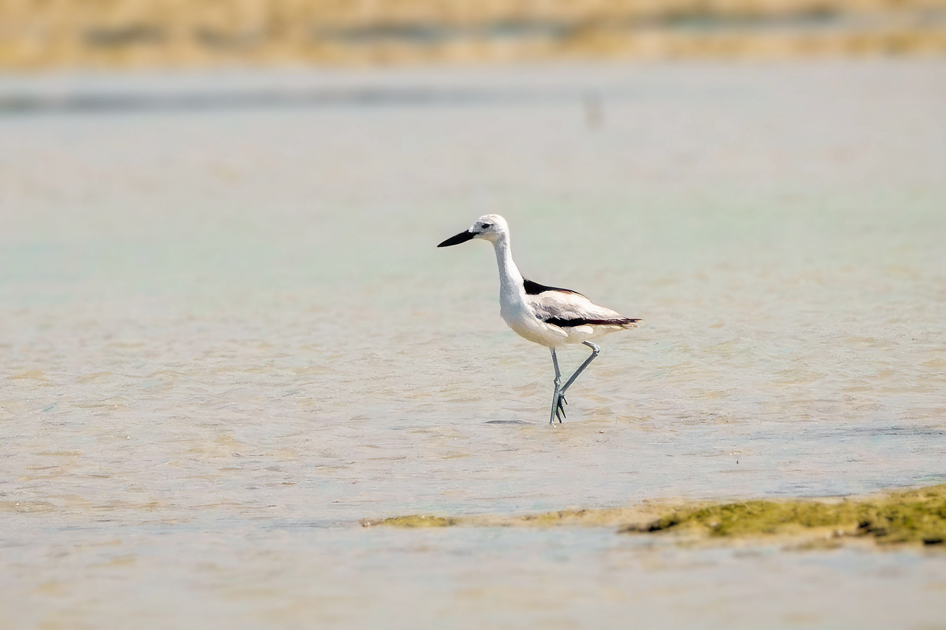 Reiherläufer / crab-plover