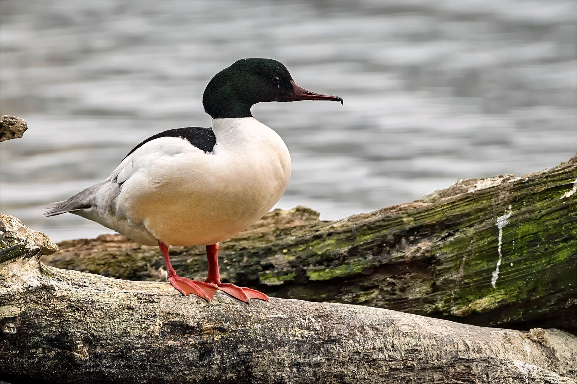 Gänsesäger, male