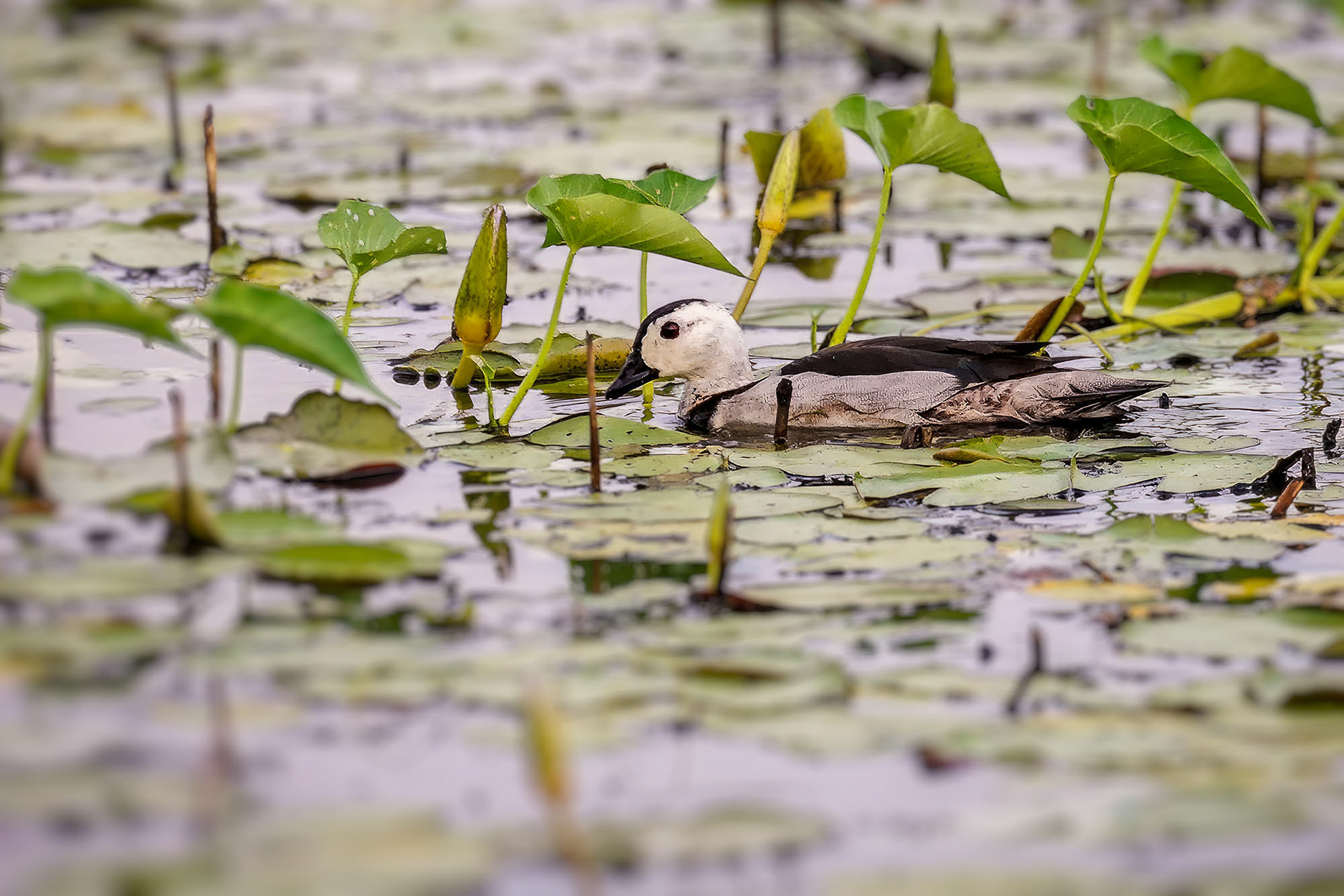 Koromandelzwergente (male) / cotton pygmy goose