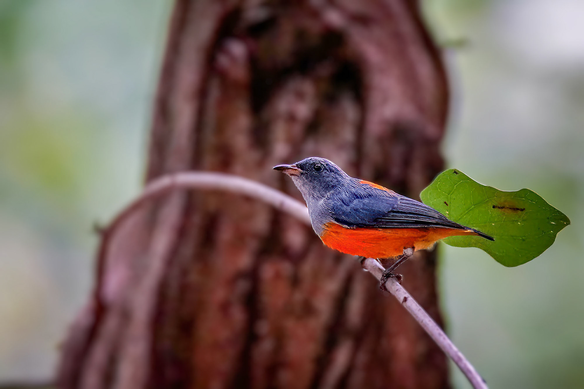Orangenbauch-Mistelfresser / orange-bellied flowerpecker