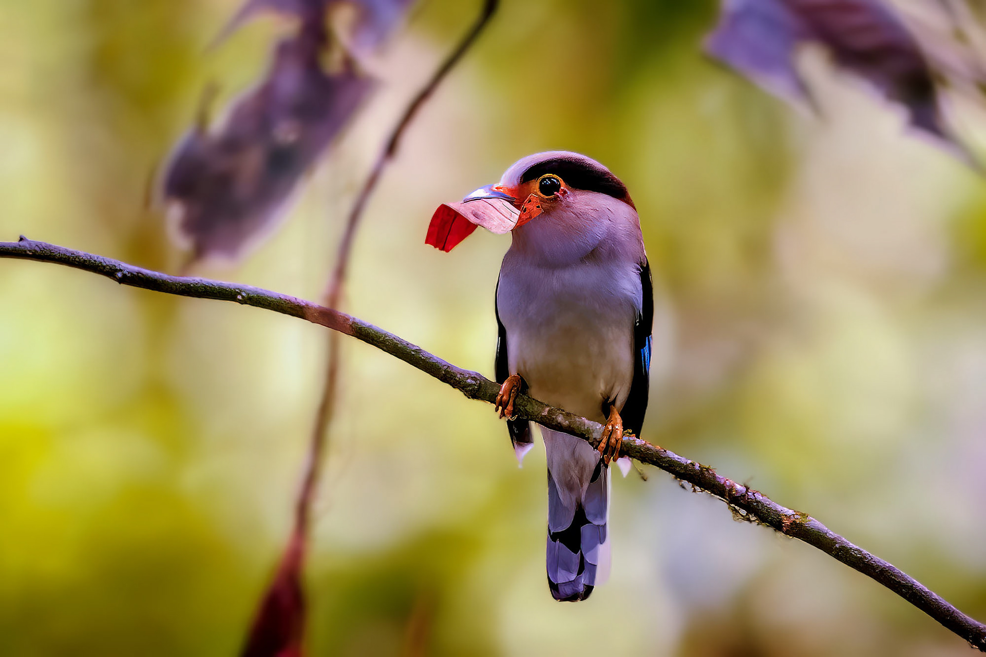 male