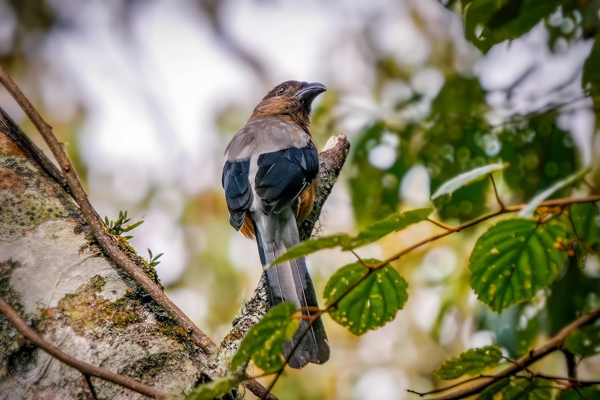 Borneobaumelster / Bornean Treepie