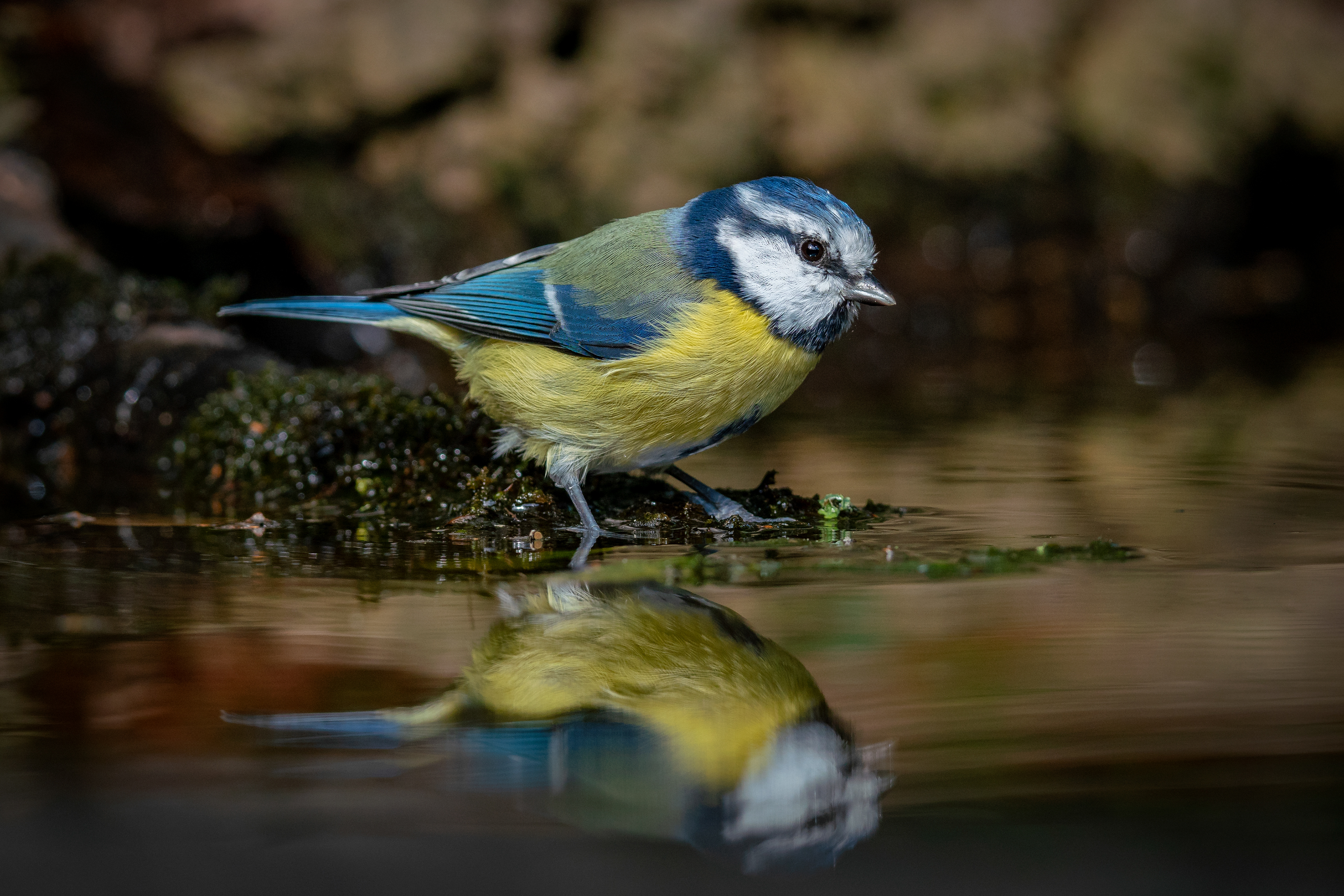 Blaumeise