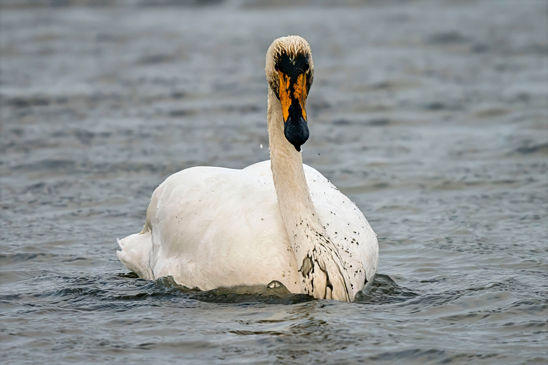 Singschwan