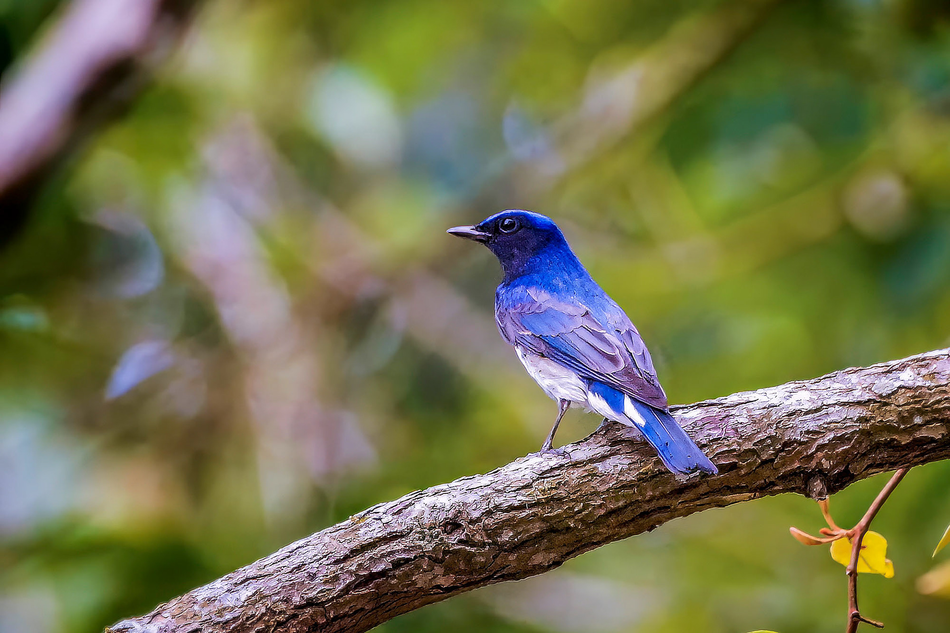 Blauschnäpper - Japanschnäpper (M) / Blue-and-white Flycatcher