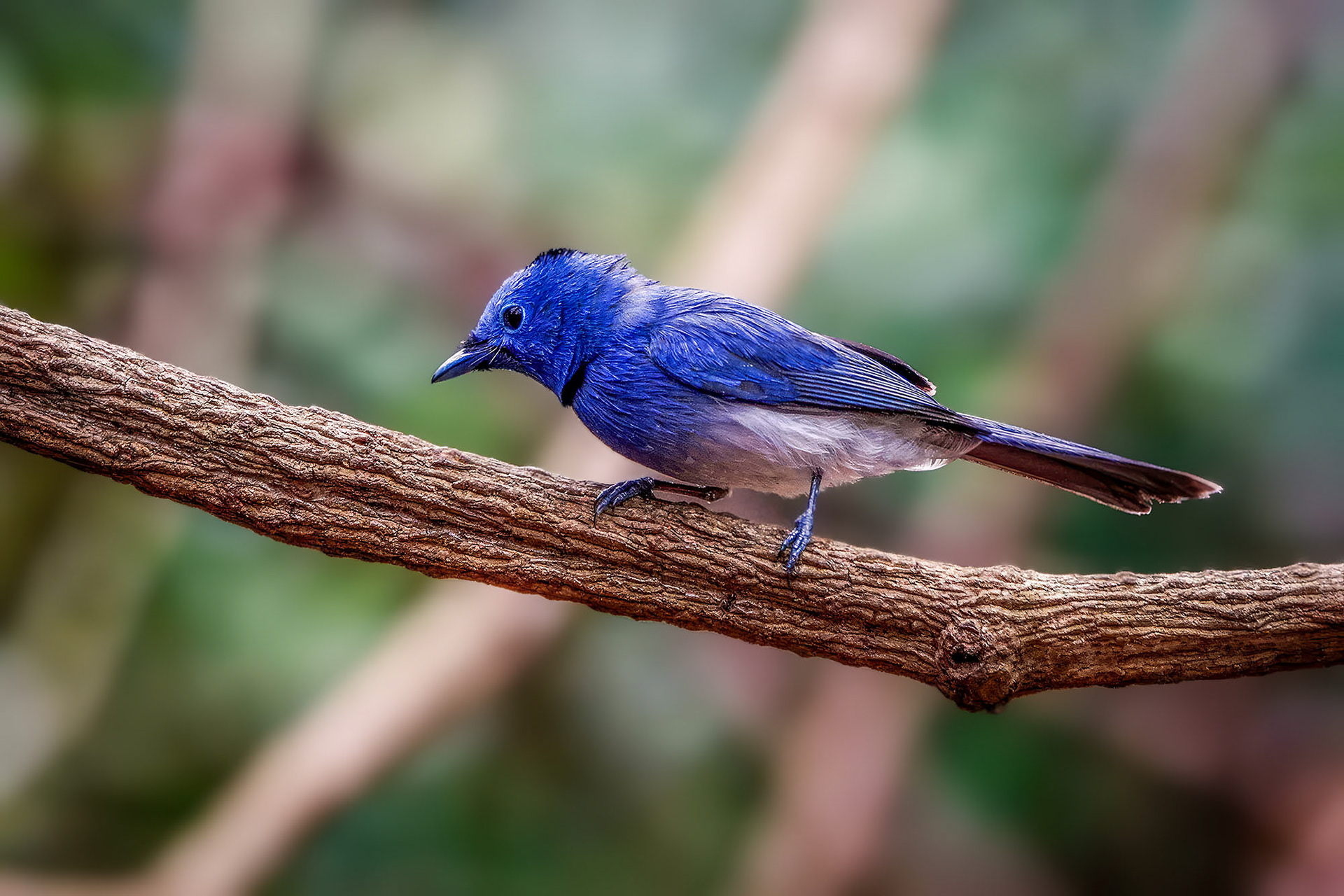 Schwarzgenickschnäpper (M) / Black-naped Monarch