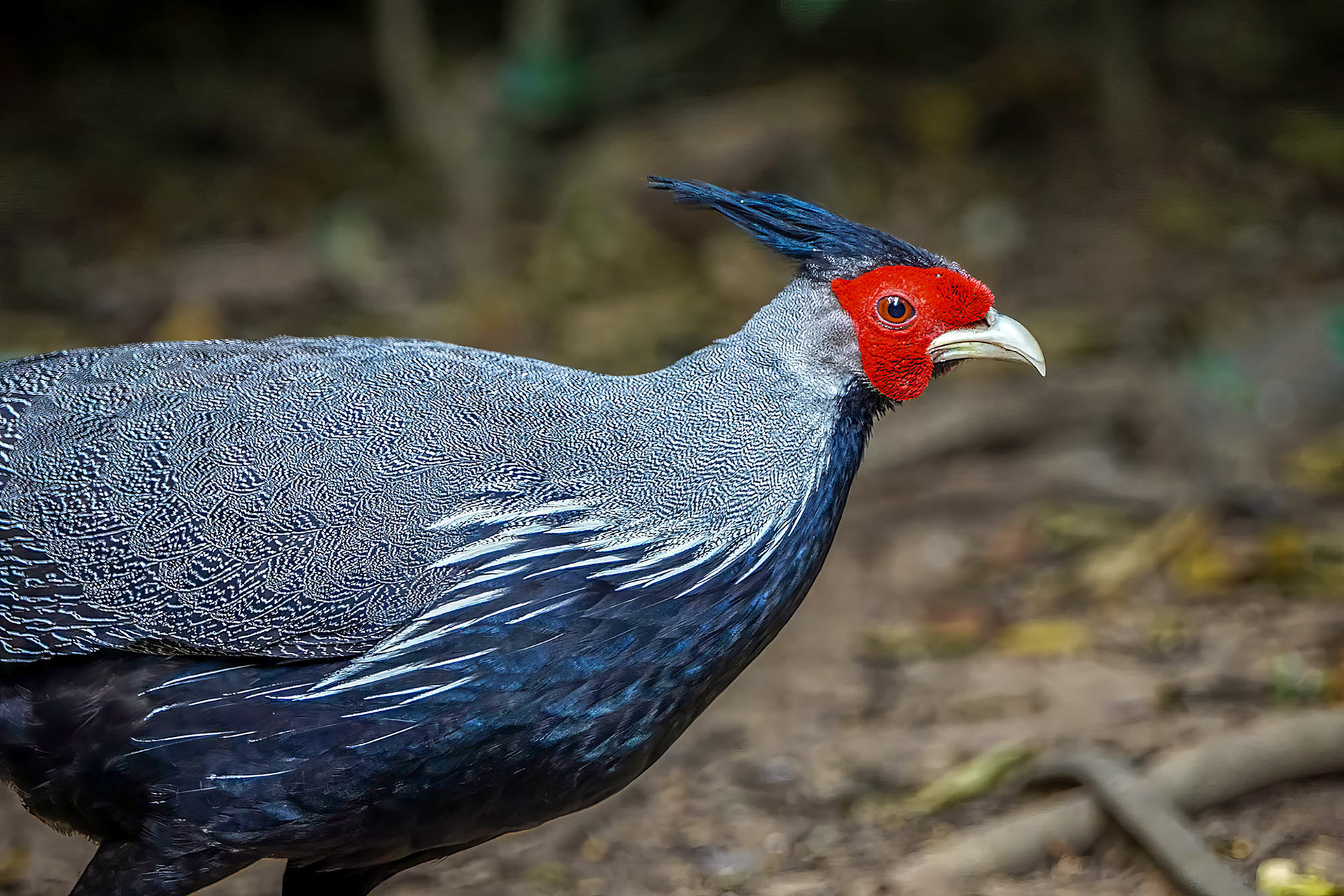 male