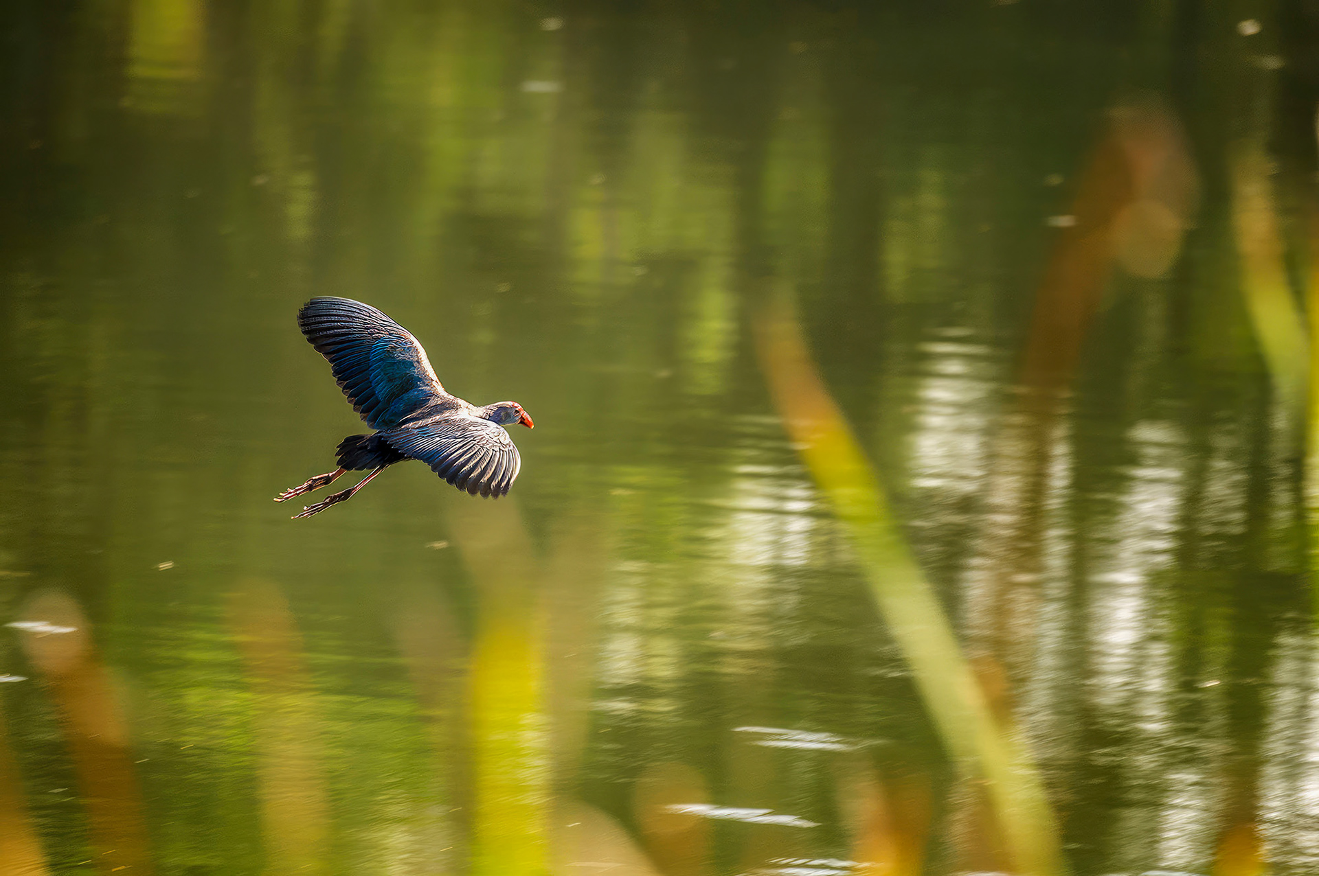 Graukopf-Purpurhuhn / grey-headed swamphen