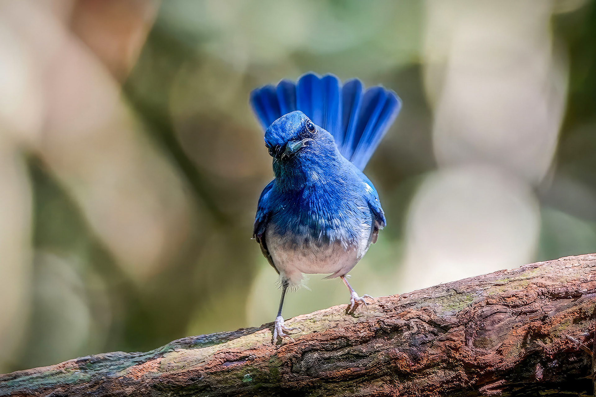 Hainanblauschnäpper (M) / Hainan Blue-Flycatcher