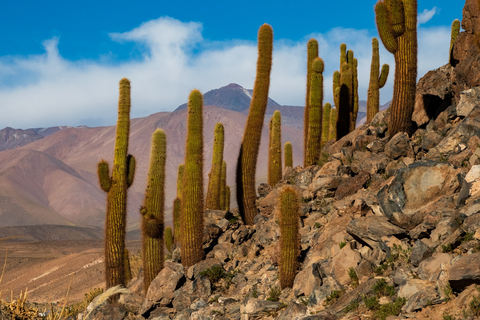 Atacama Chile