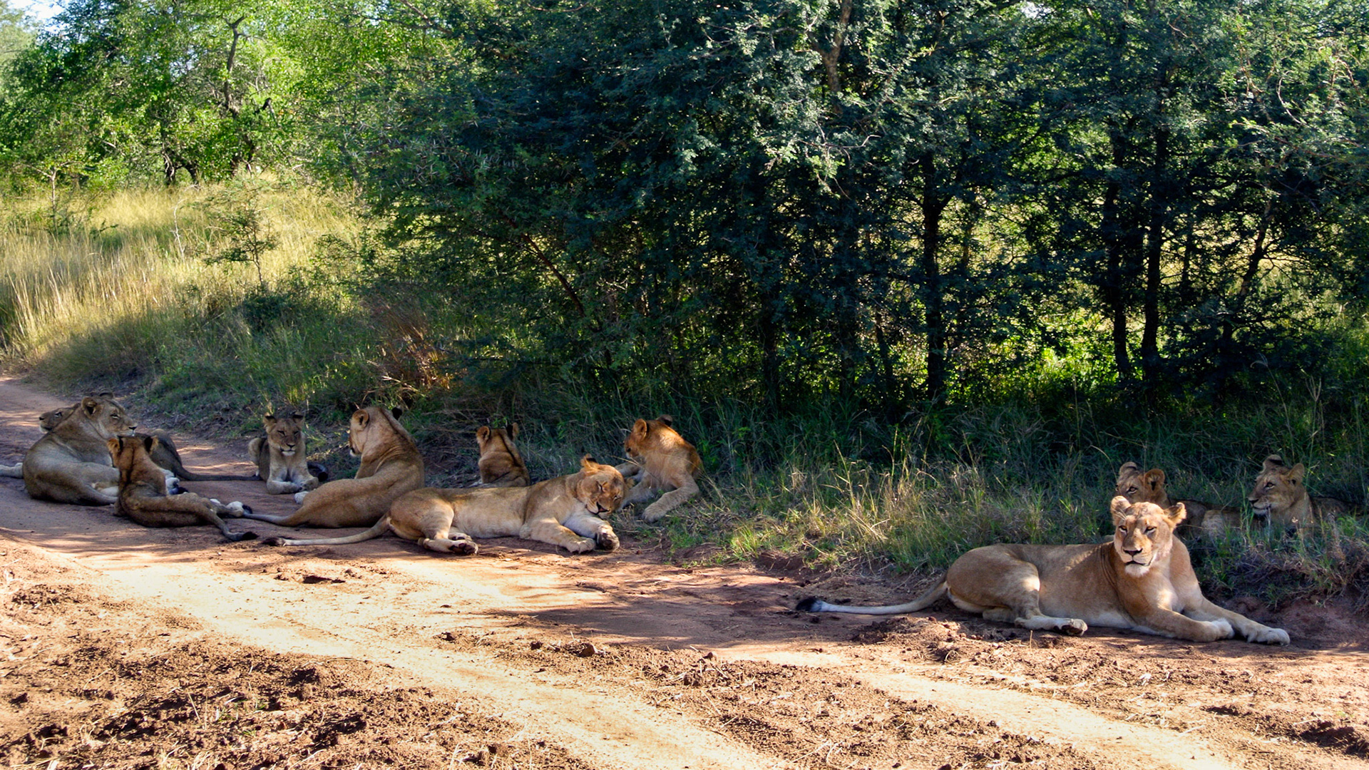 Pride of 17 lions - Sabi Sands