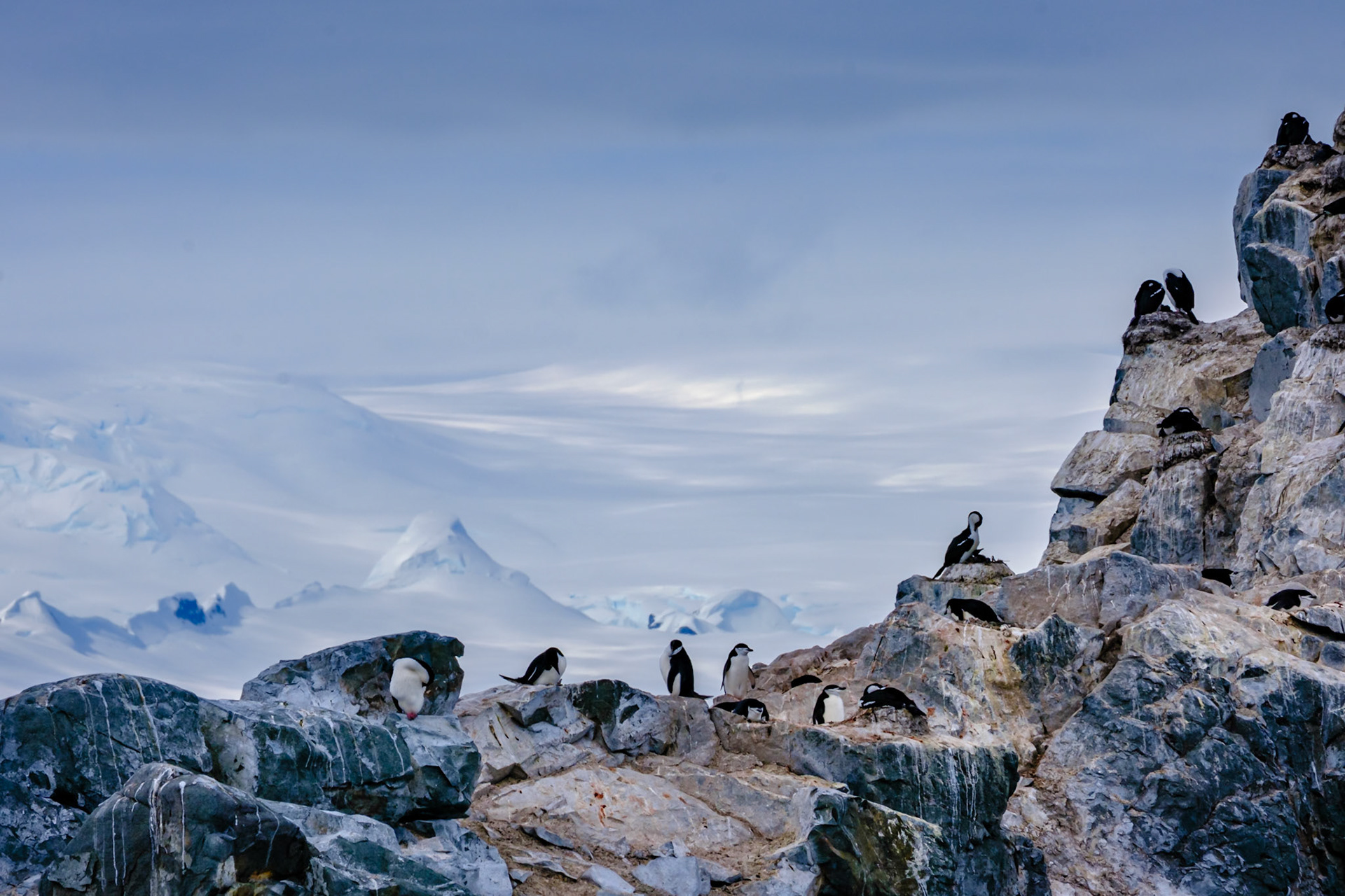 Chinstrap Penguins