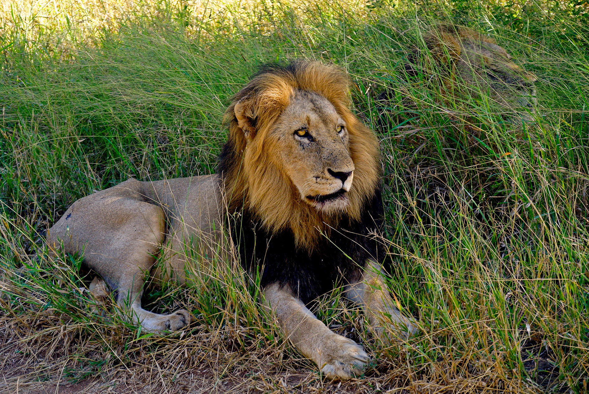 the Brothers lead a Pride of 17 lions - Sabi Sands