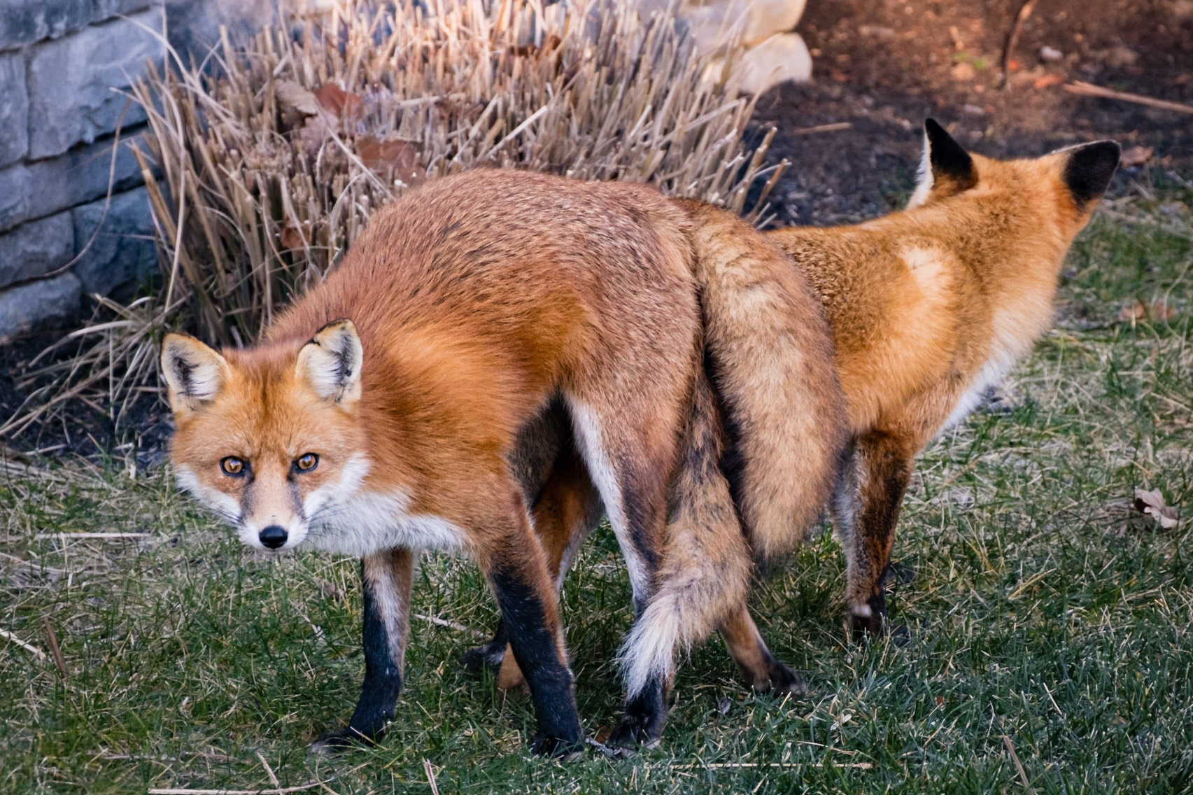 fox mating