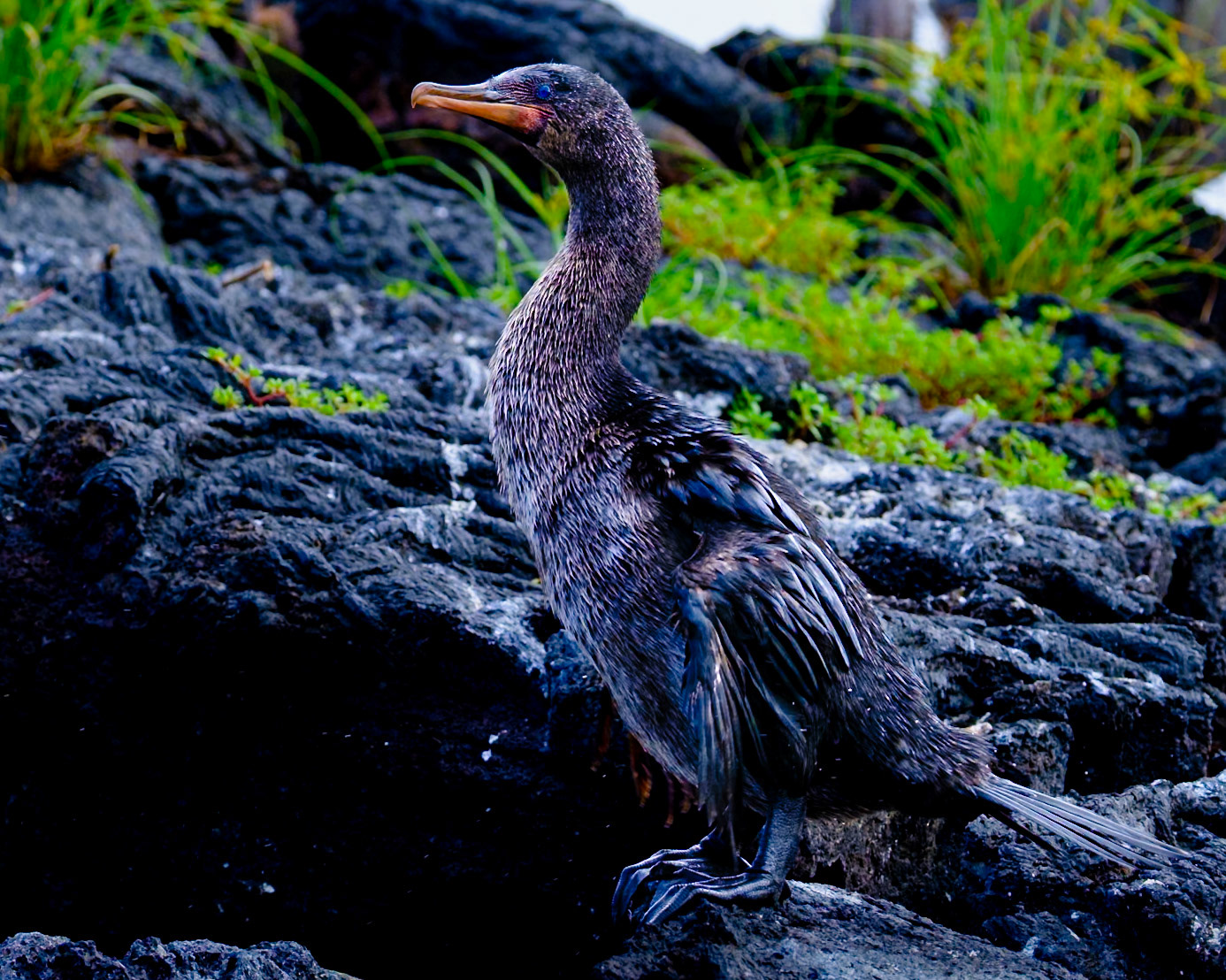 Flightless Cormorant