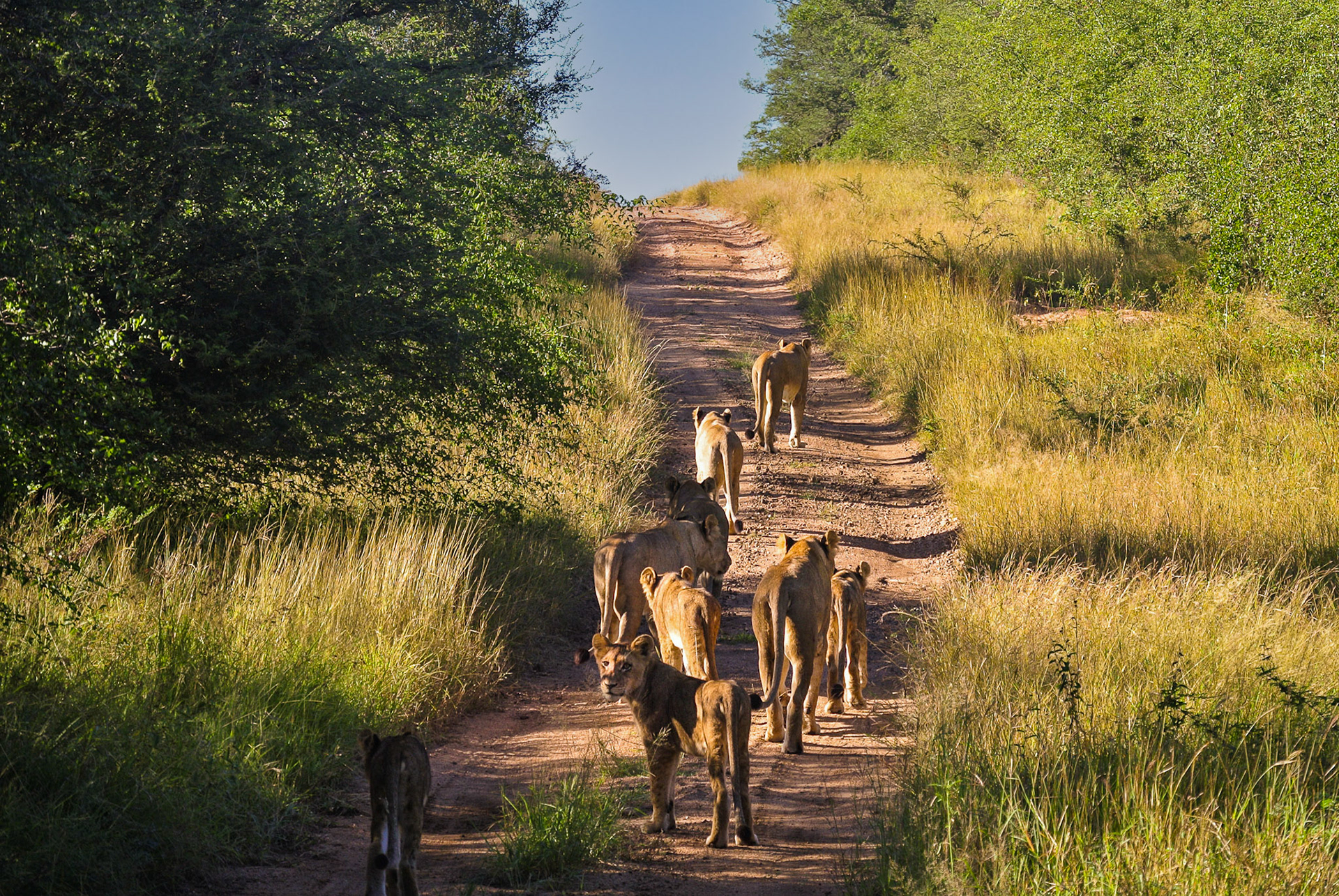 Pride of 17 Lions - Sabi Sands - South Africa