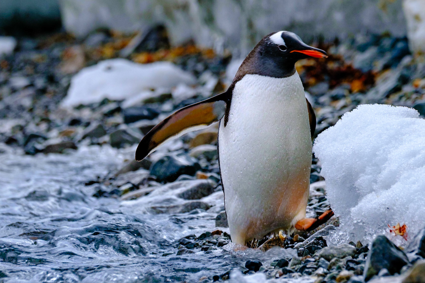 Gentoo Penguins - Cuverville island