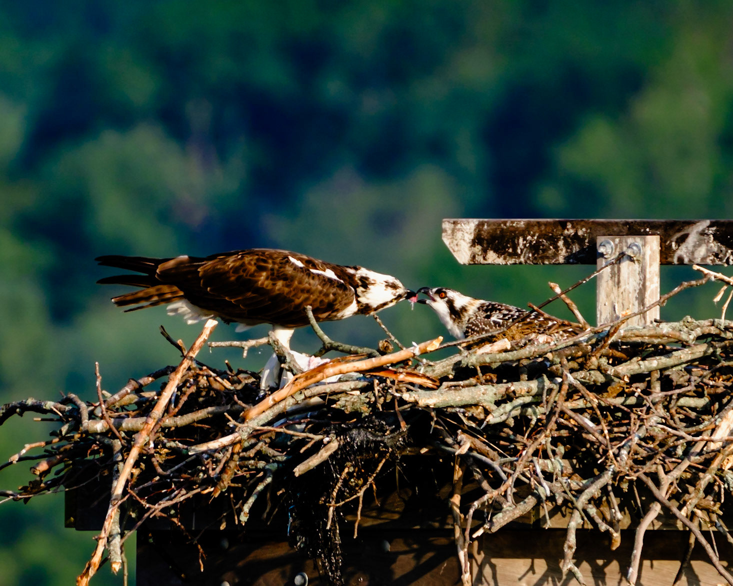 Barnicle Bills