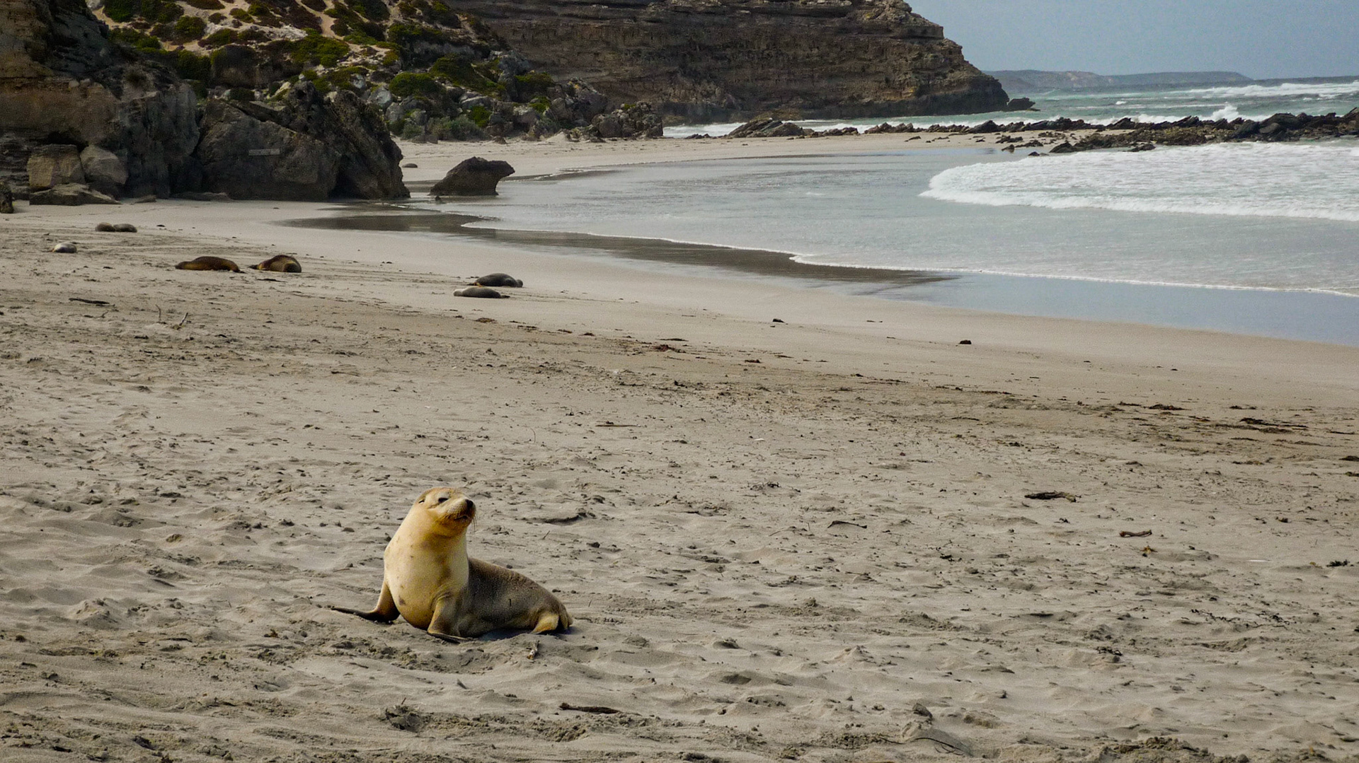Kangaroo Island - Australia