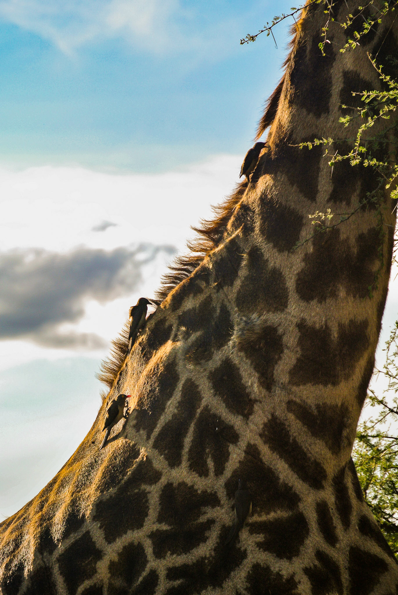 Sabi Sands - South Africa
