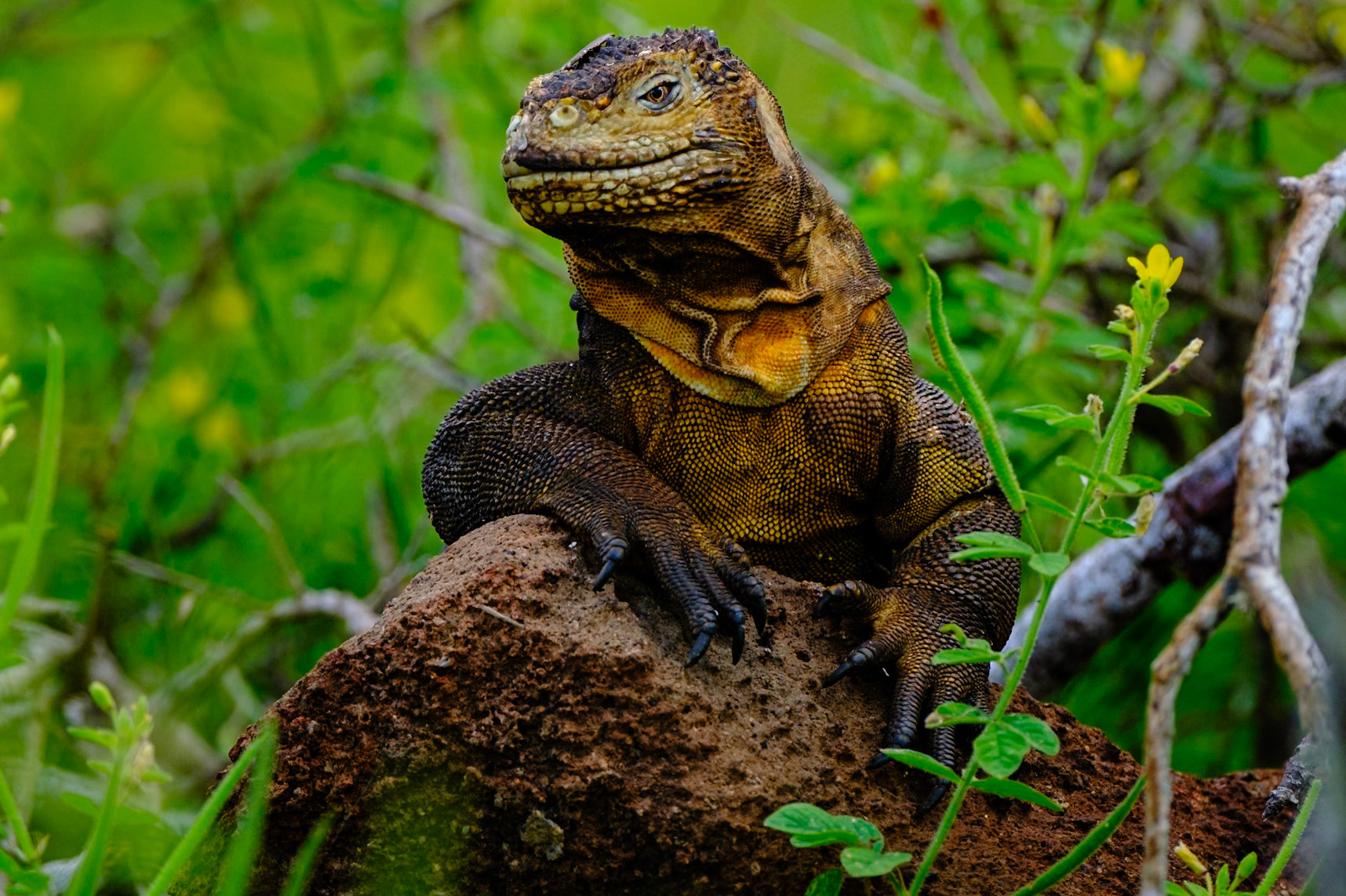 (1) The common Galapagos Land Iguana