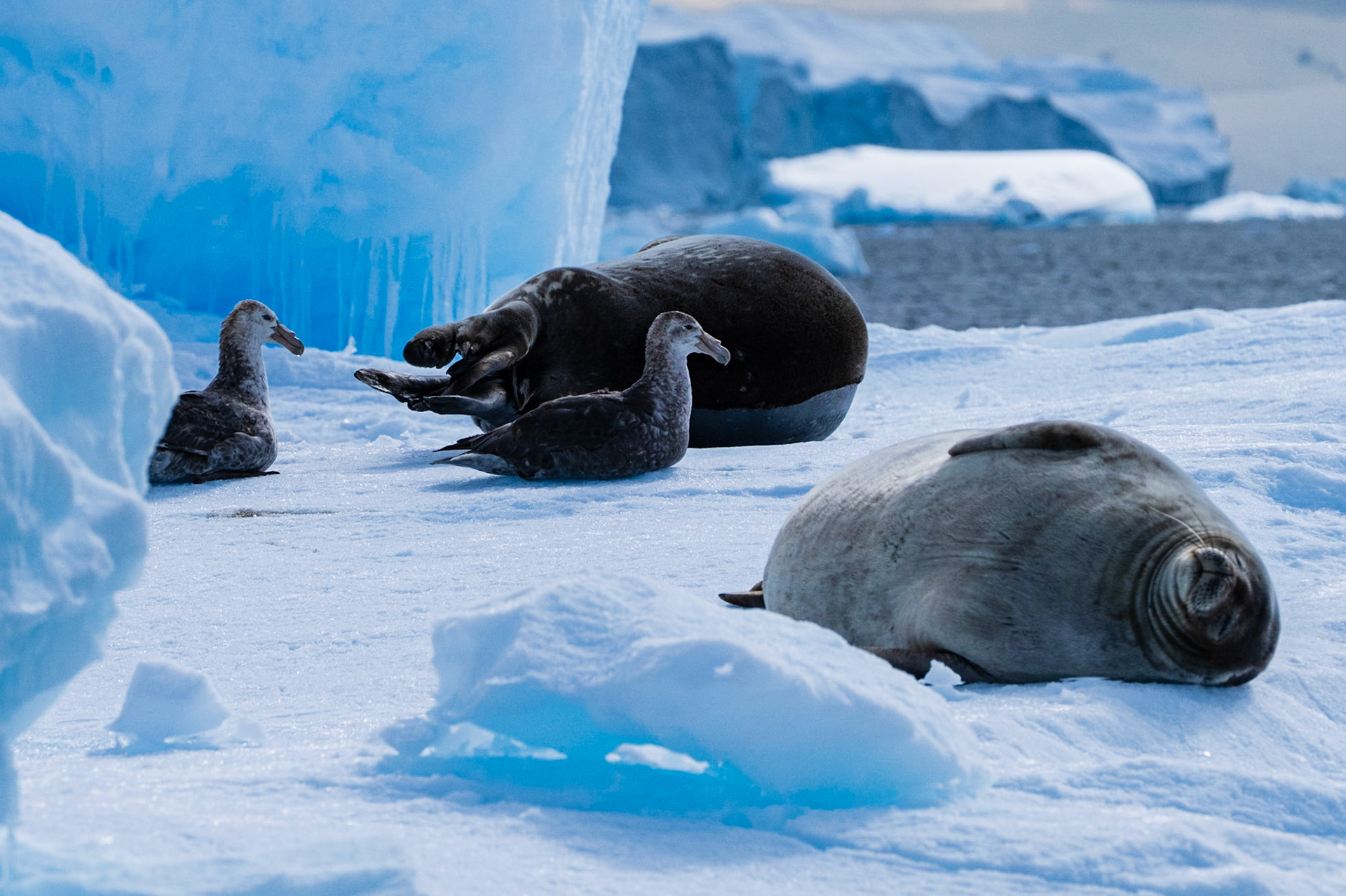 Crab eater seals - CIERVA COVE