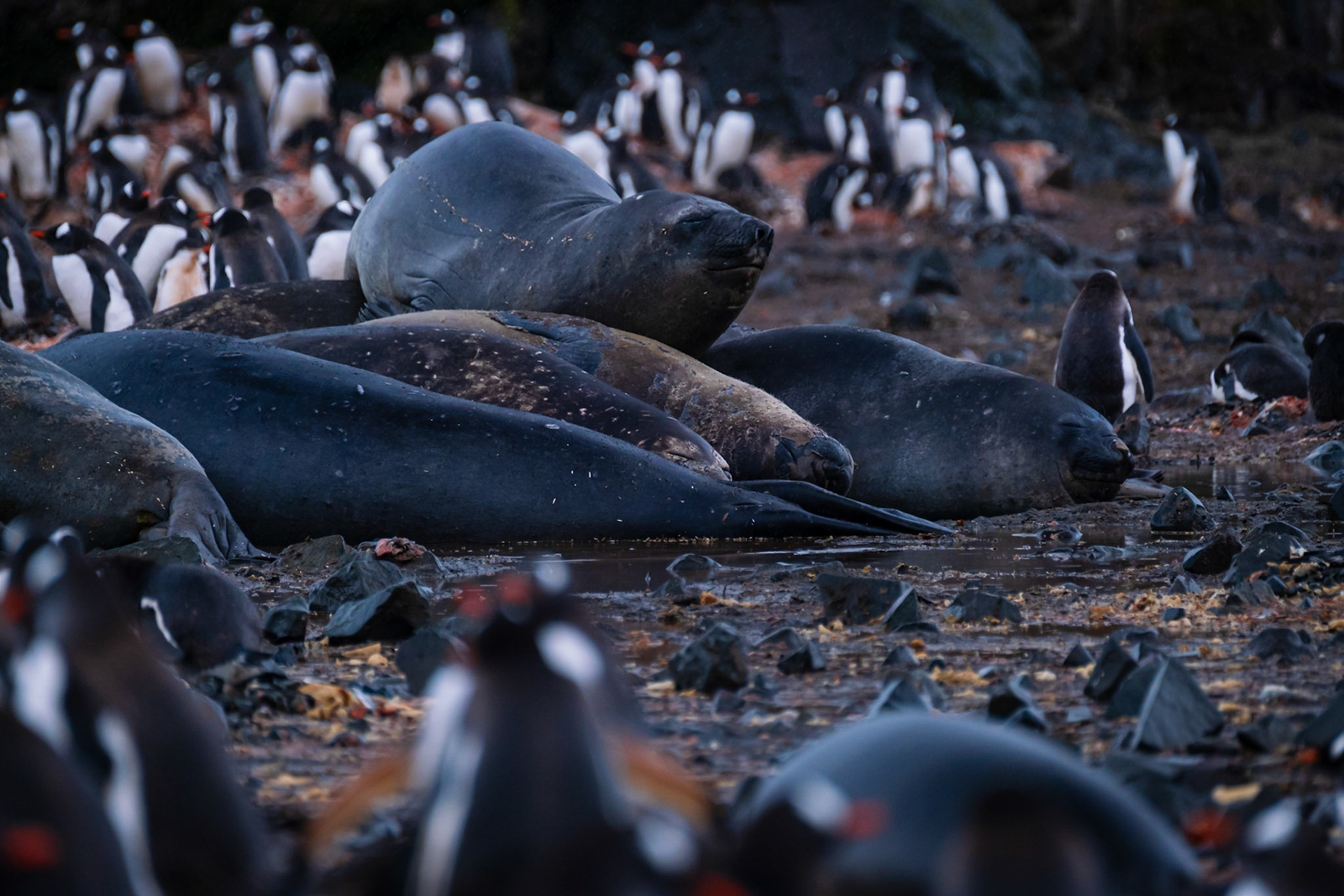 ELEPHANT POINT &amp; LIVINGSTONE ISLAND - Elephant seals &amp; Gentoo Penguins
