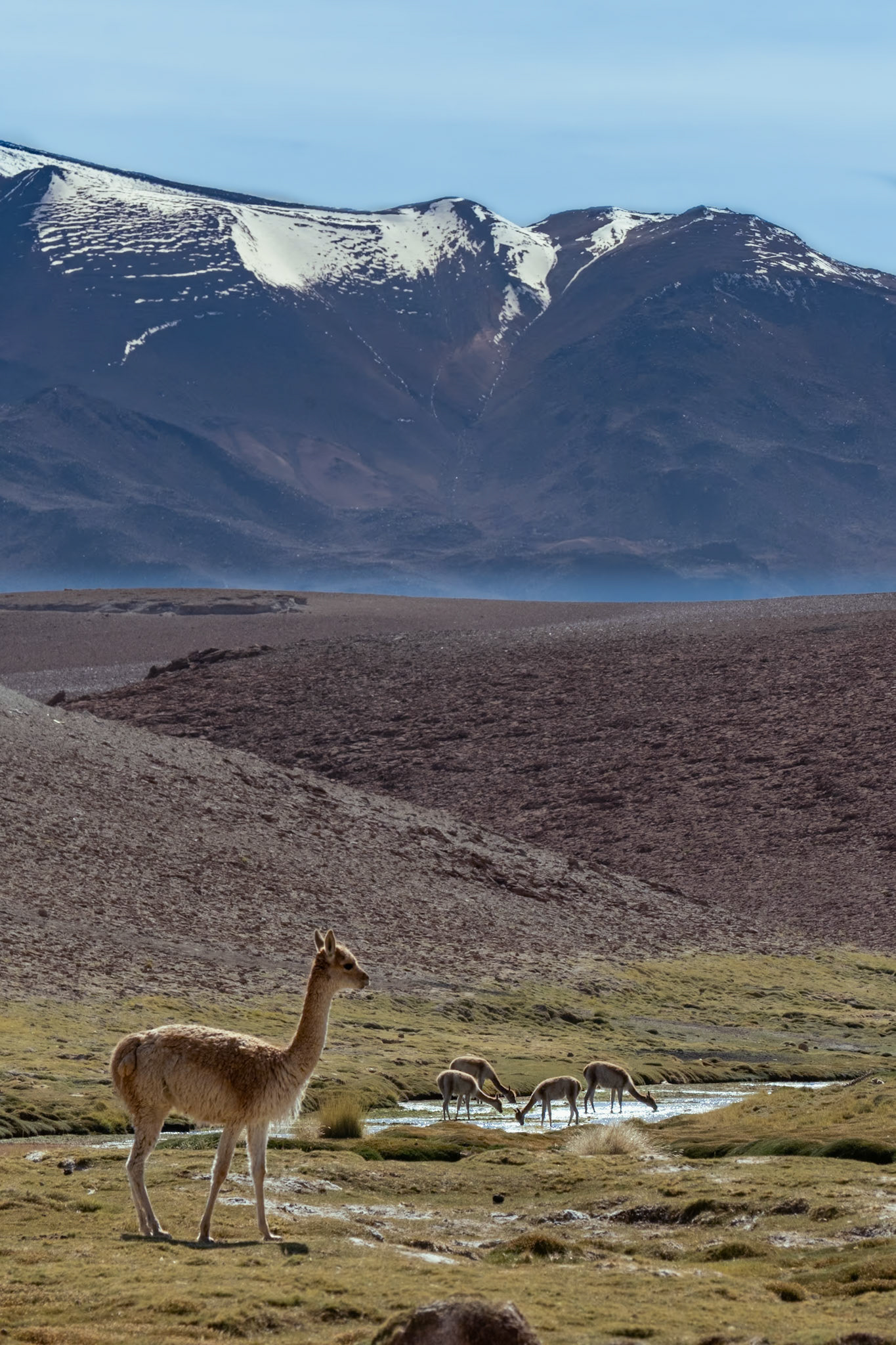 Vicuna
