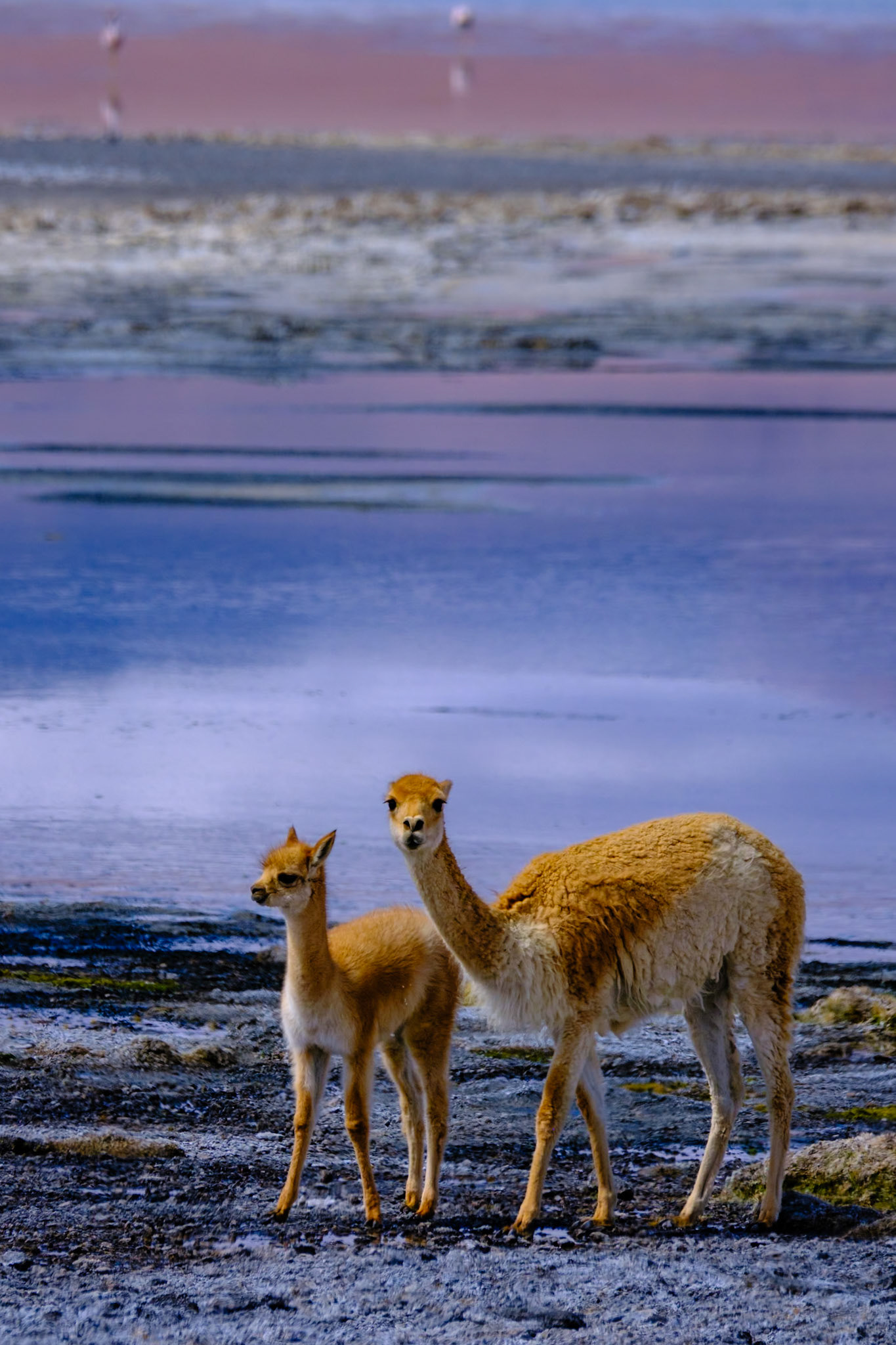 Red Lagoon Bolivia