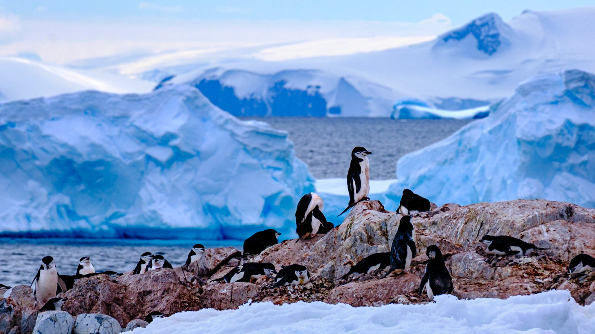 Chinstrap Penguins