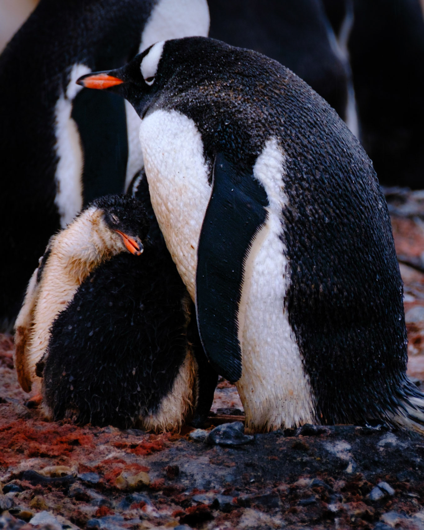 ELEPHANT POINT &amp; LIVINGSTONE ISLAND - Gentoo Penguins