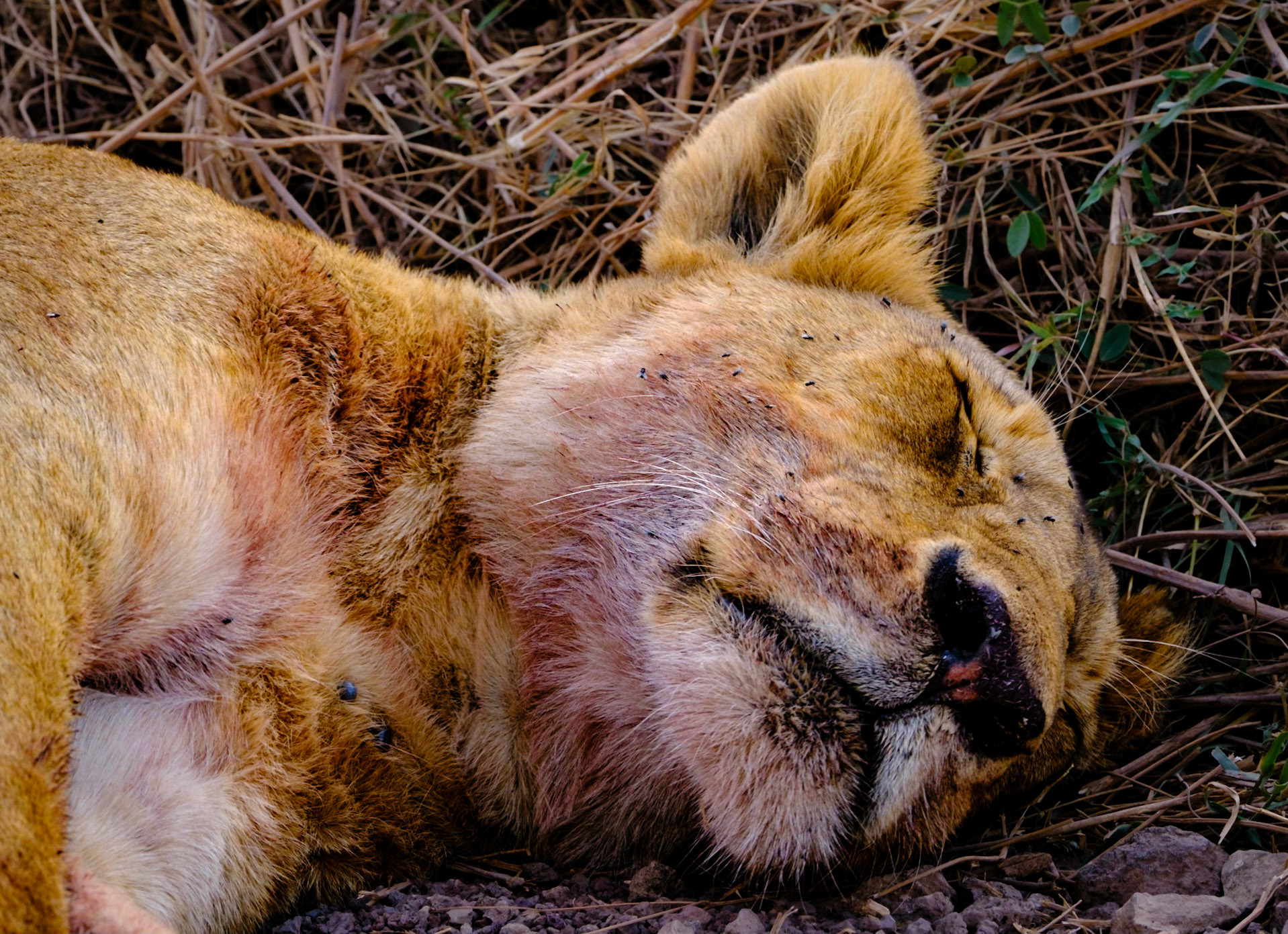 The aftermath: exhaustion, blood, and silence in Ngorongoro.