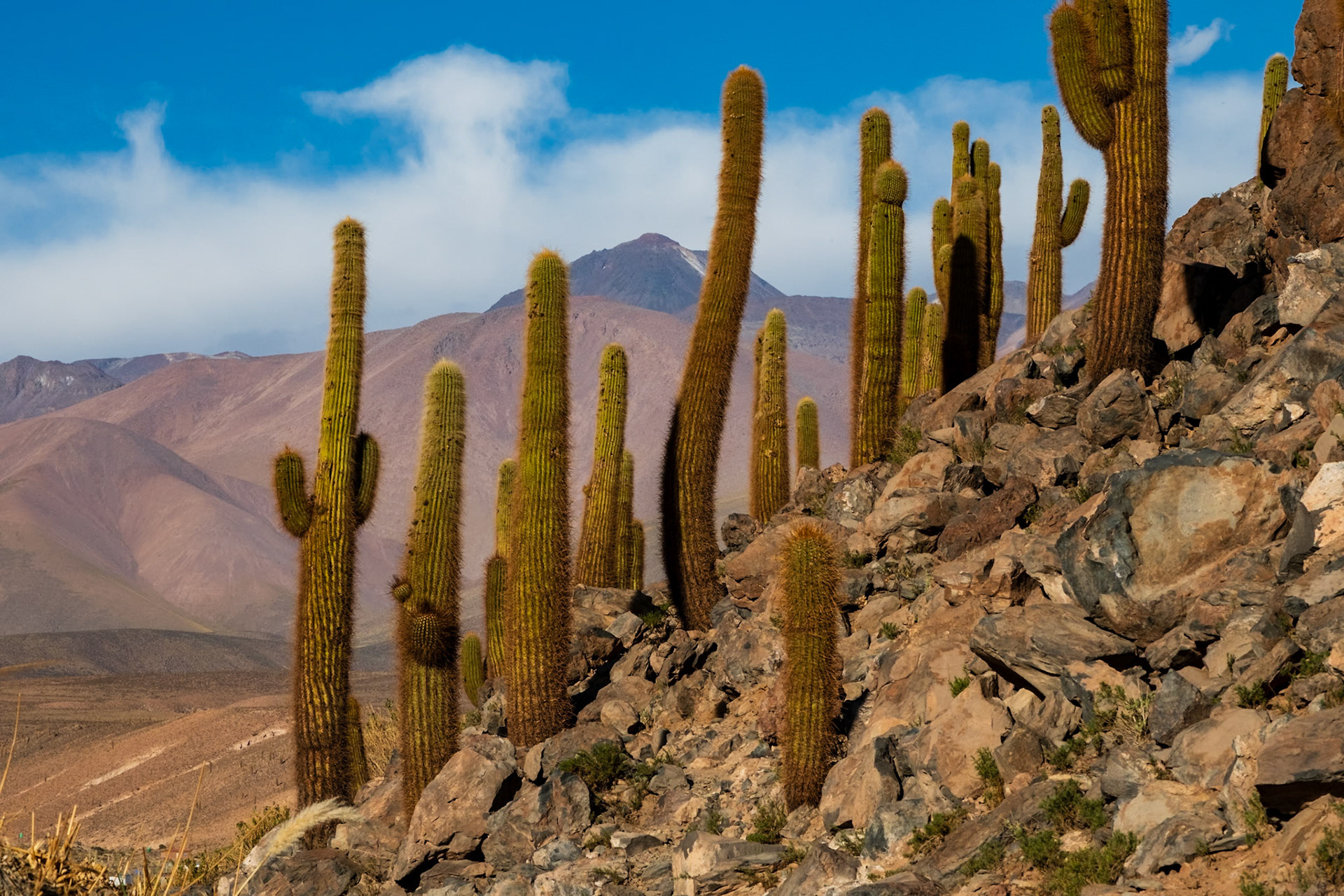 Atacama Chile