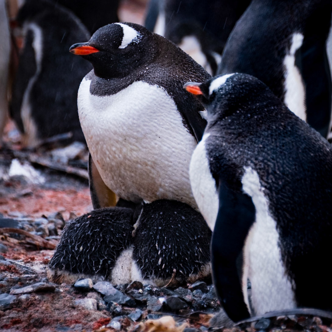 ELEPHANT POINT + LIVINGSTONE ISLAND - Gentoo Penguins LIVINGSTONE ISLAND - Gentoo Penguins