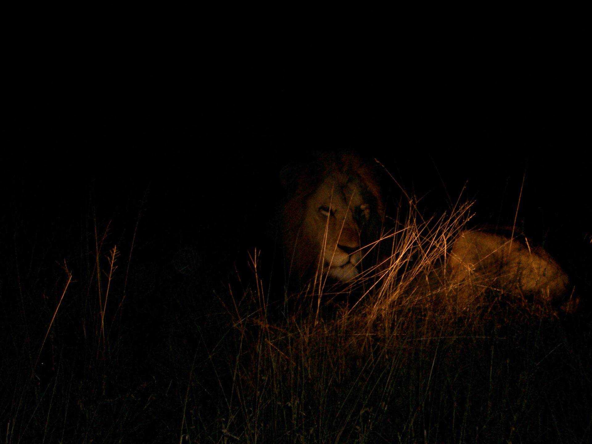 Royal Malewane - night drive 2004