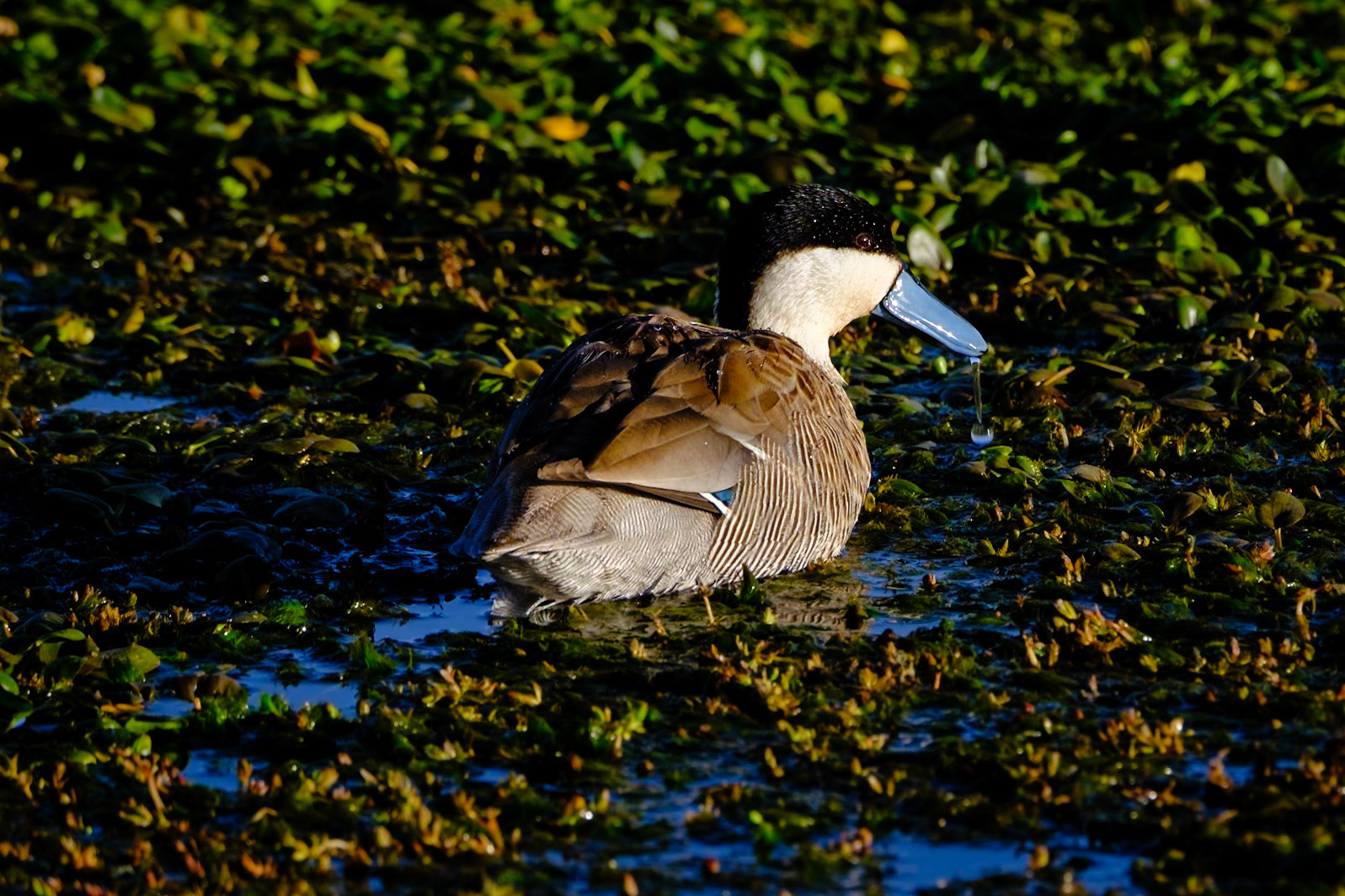 Puna teal