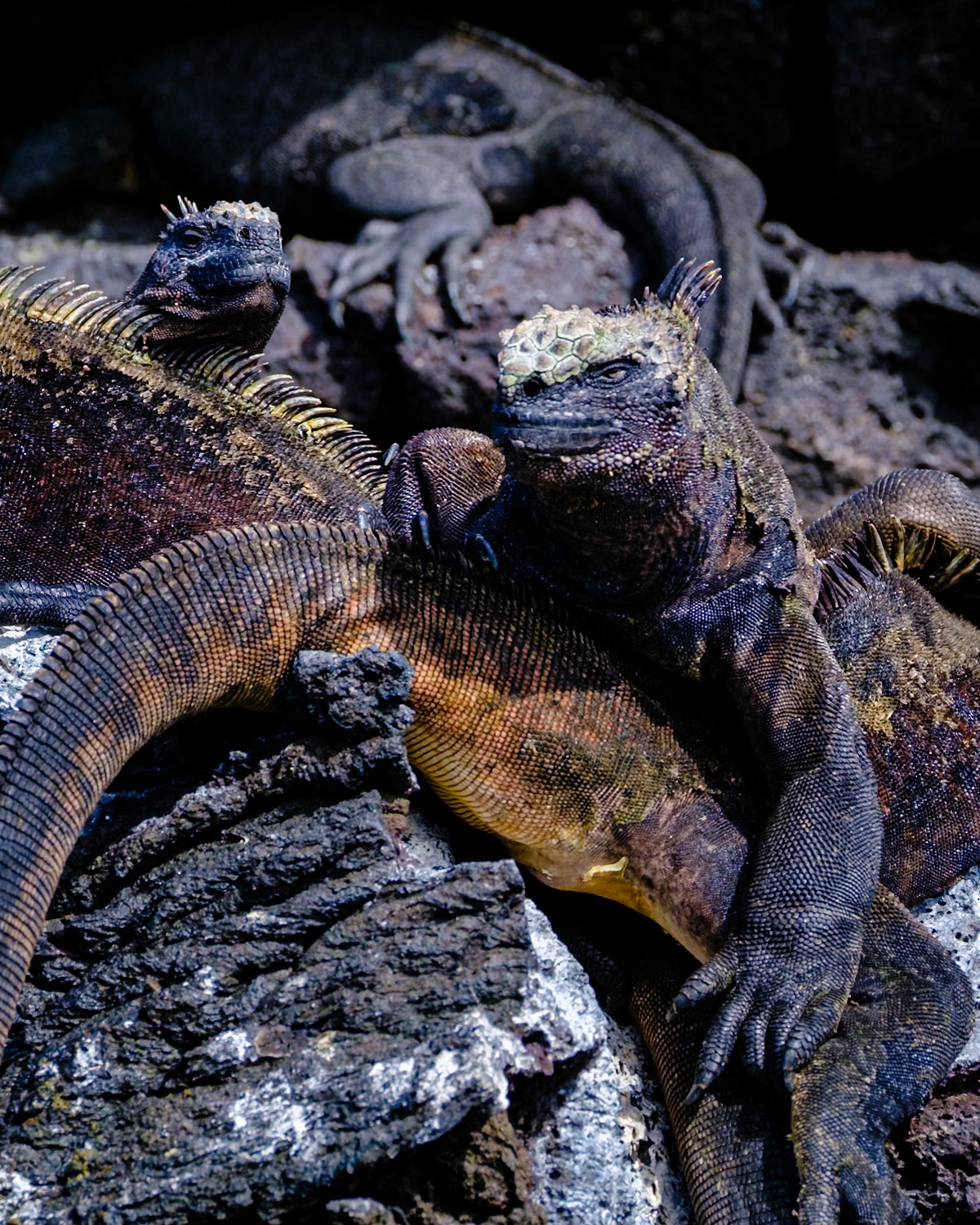 (3) Marine Iguana mostly found in the western Galapagos island where the waters are coolerg