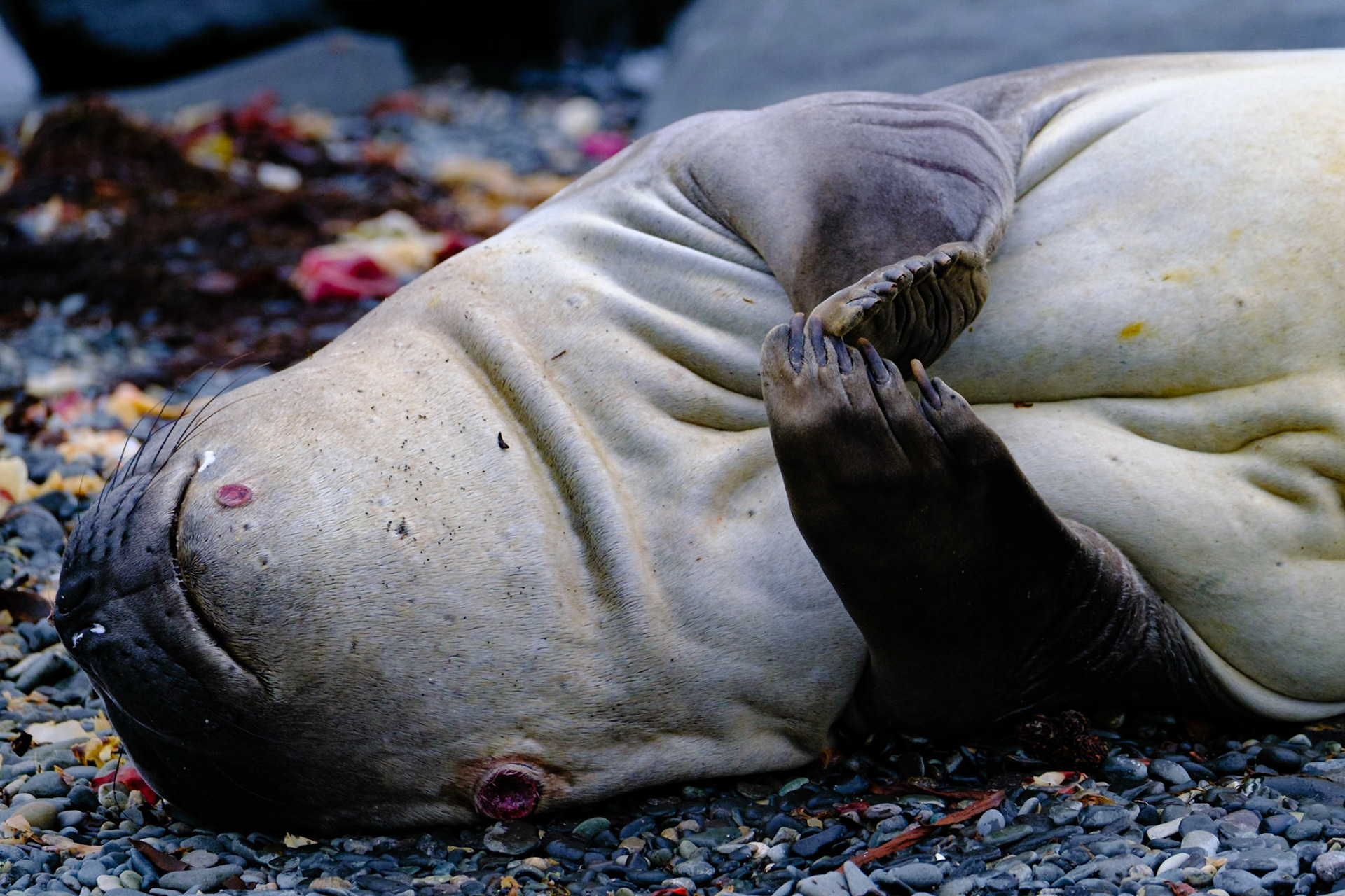 Elephant Seals - PRESIDENT HEAD SNOW ISLAND